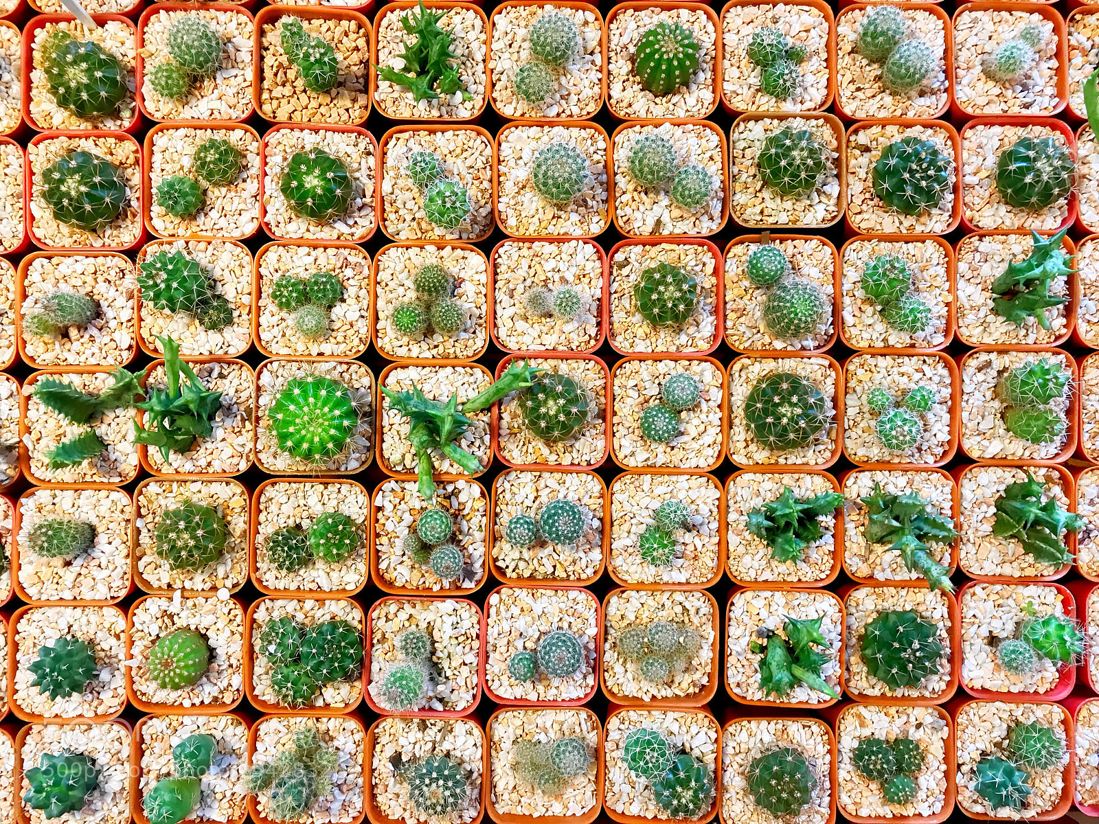 Apple iPhone 7 Plus sample photo. Cactus used for desk photography