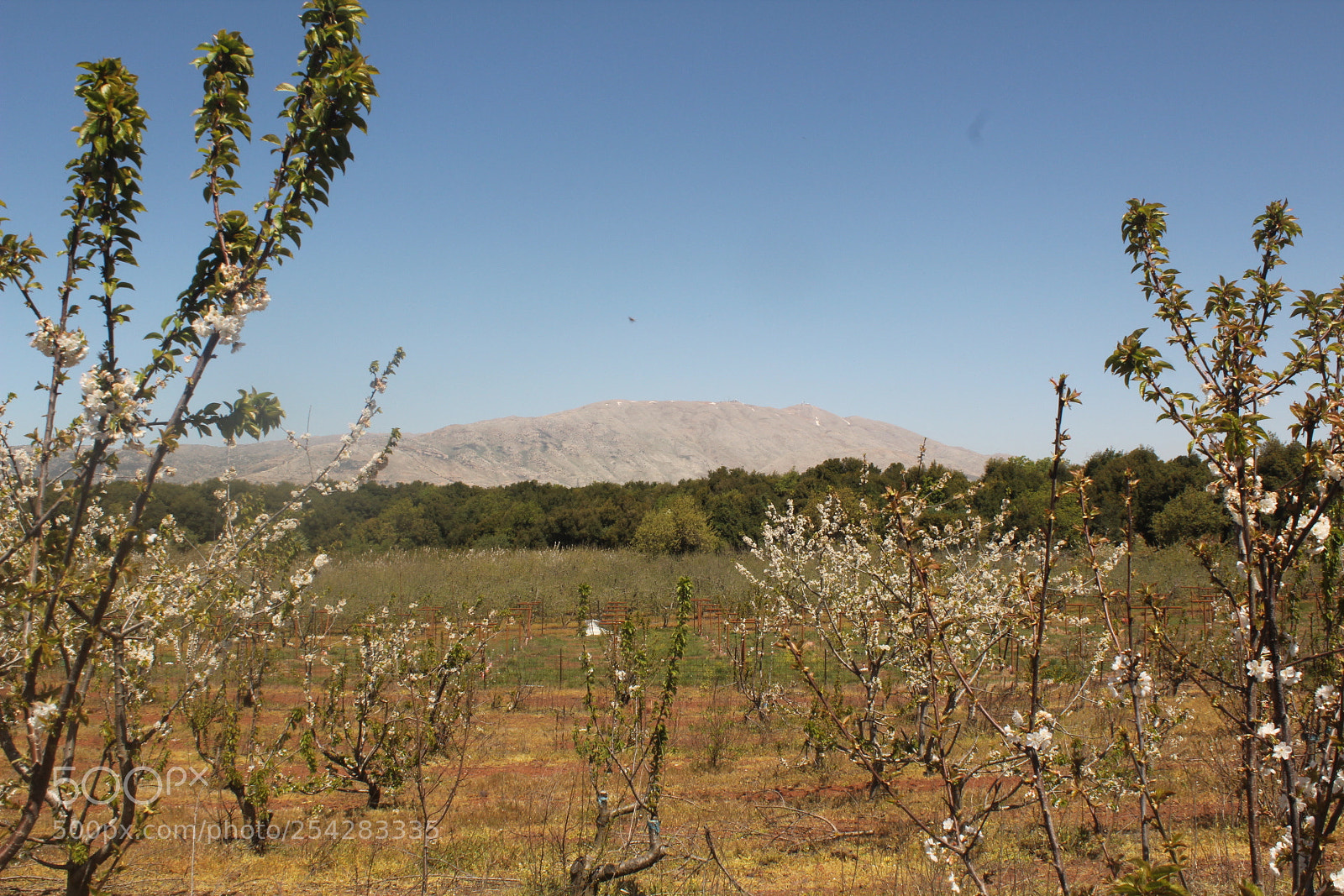 Canon EOS 1300D (EOS Rebel T6 / EOS Kiss X80) sample photo. Spring scene photography