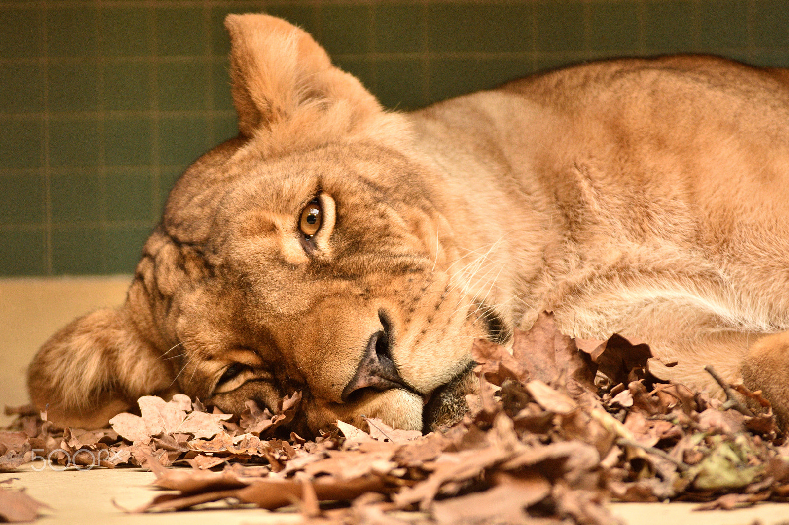 Nikon D7200 sample photo. Resting lioness photography