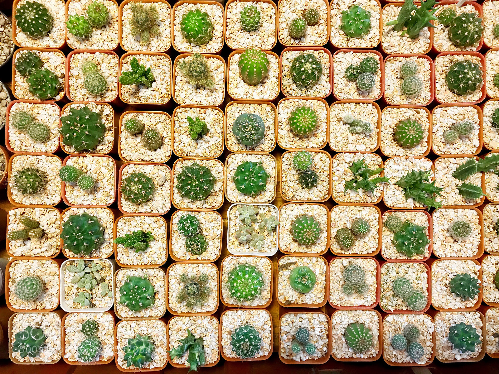 Apple iPhone 7 Plus sample photo. Cactus used for desk photography