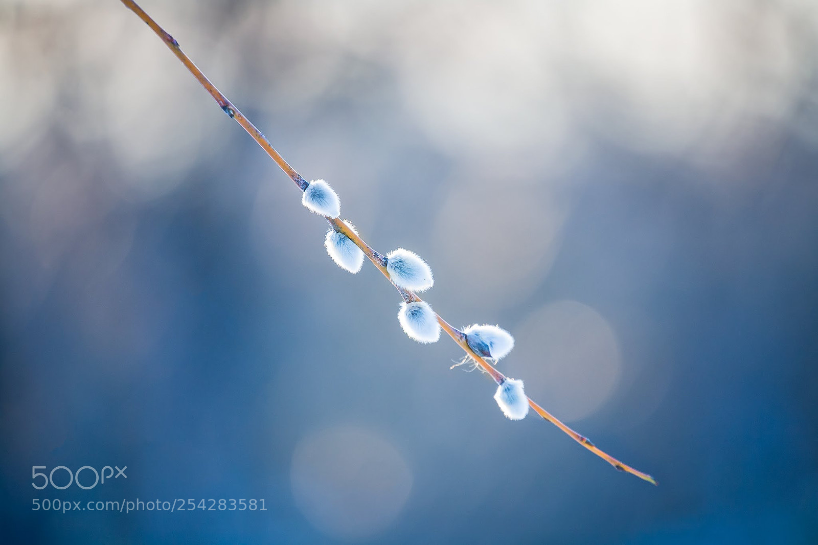Canon EOS 5D sample photo. Spring plants photography