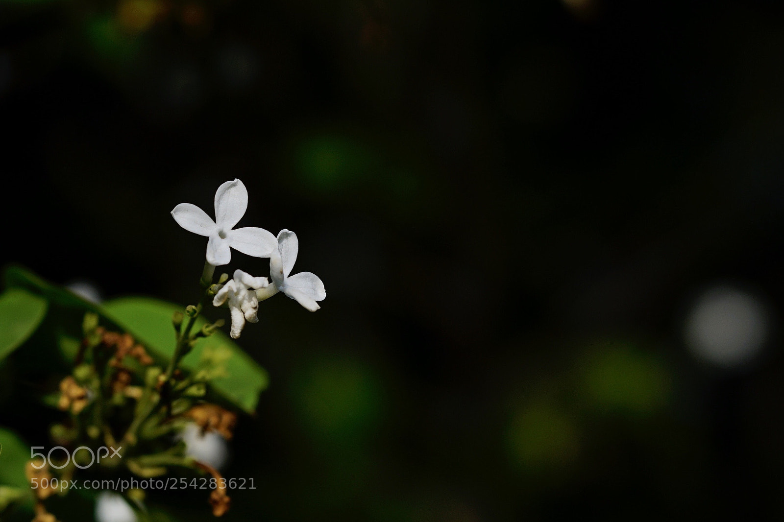 Sony a7 II sample photo. 花微香远 photography
