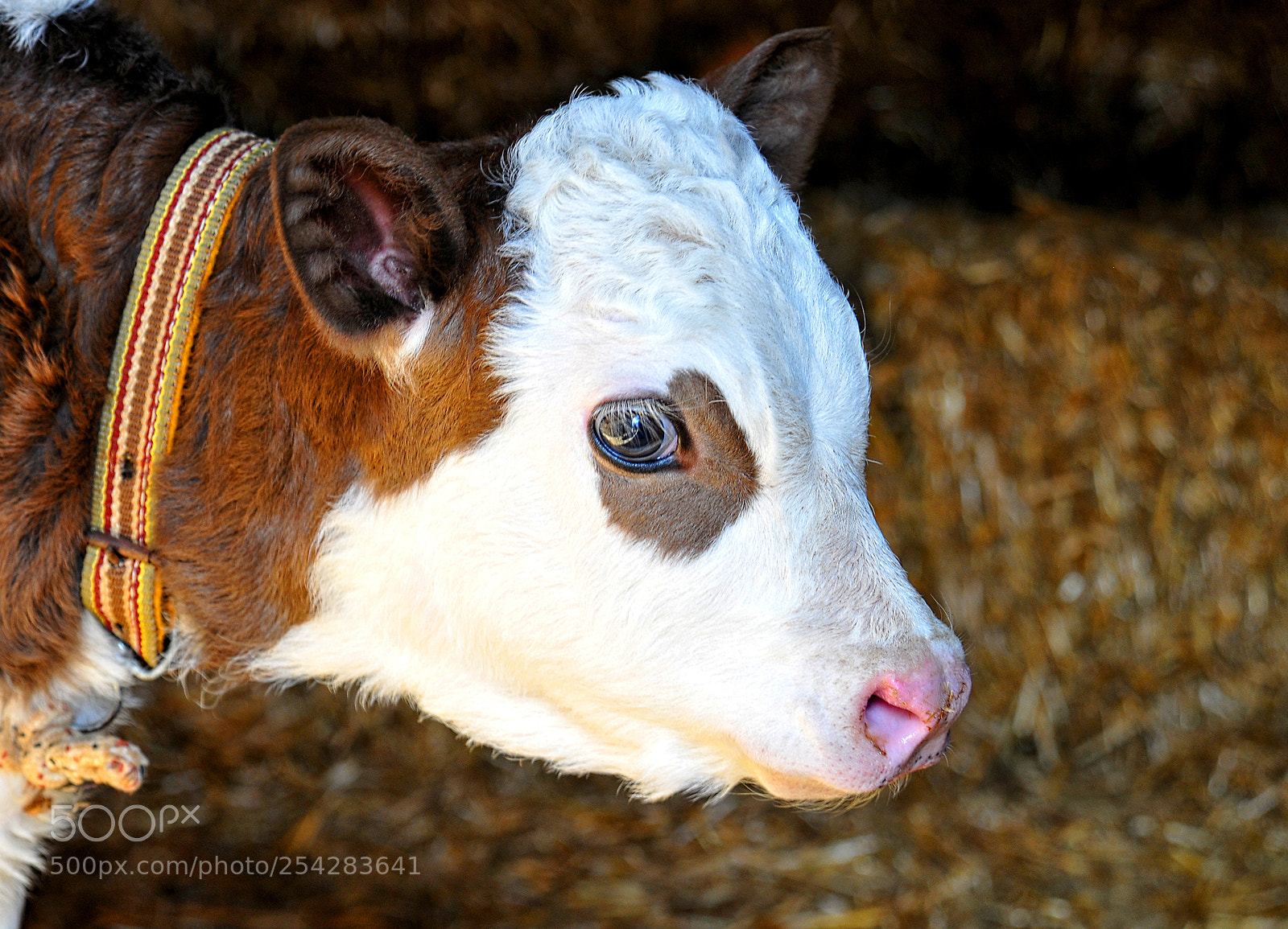 Nikon D300 sample photo. Calf photography