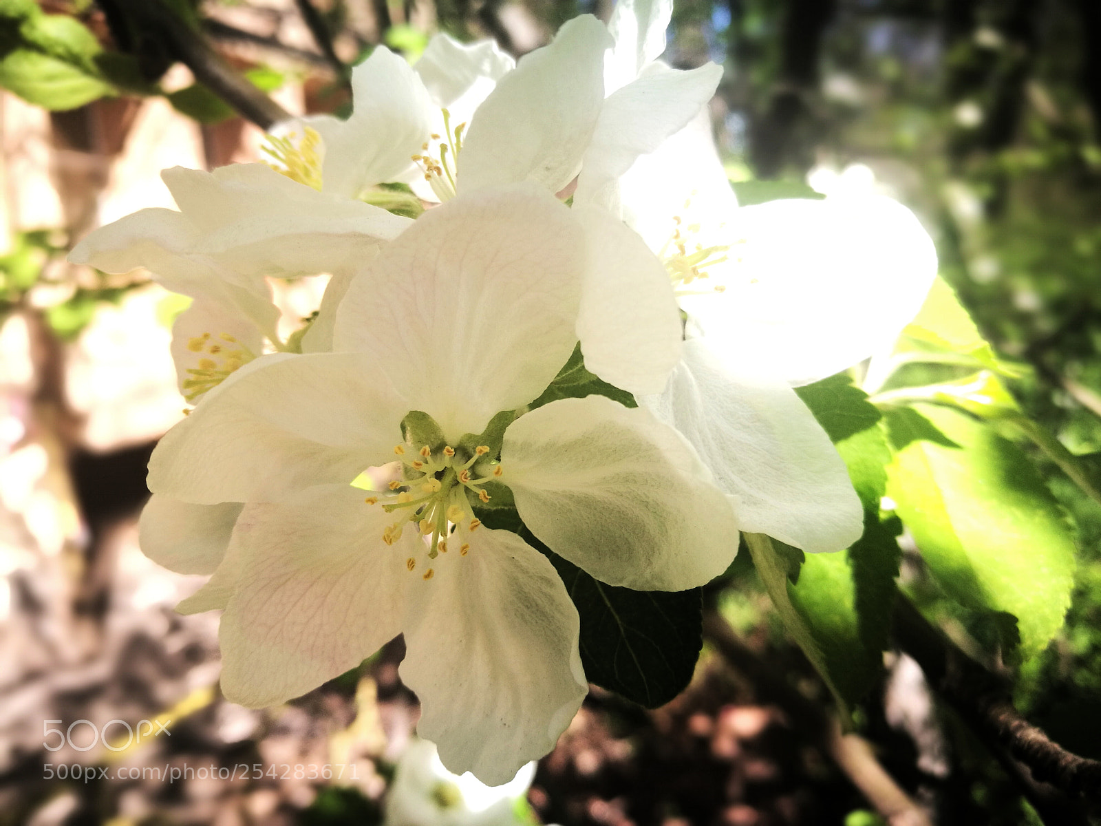 HUAWEI P9 sample photo. Flower photography