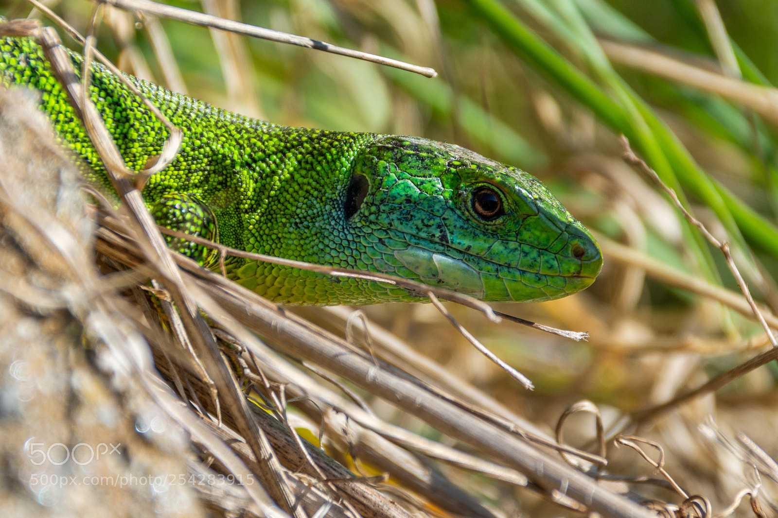 Nikon D7200 sample photo. Smaragd in der wiese photography