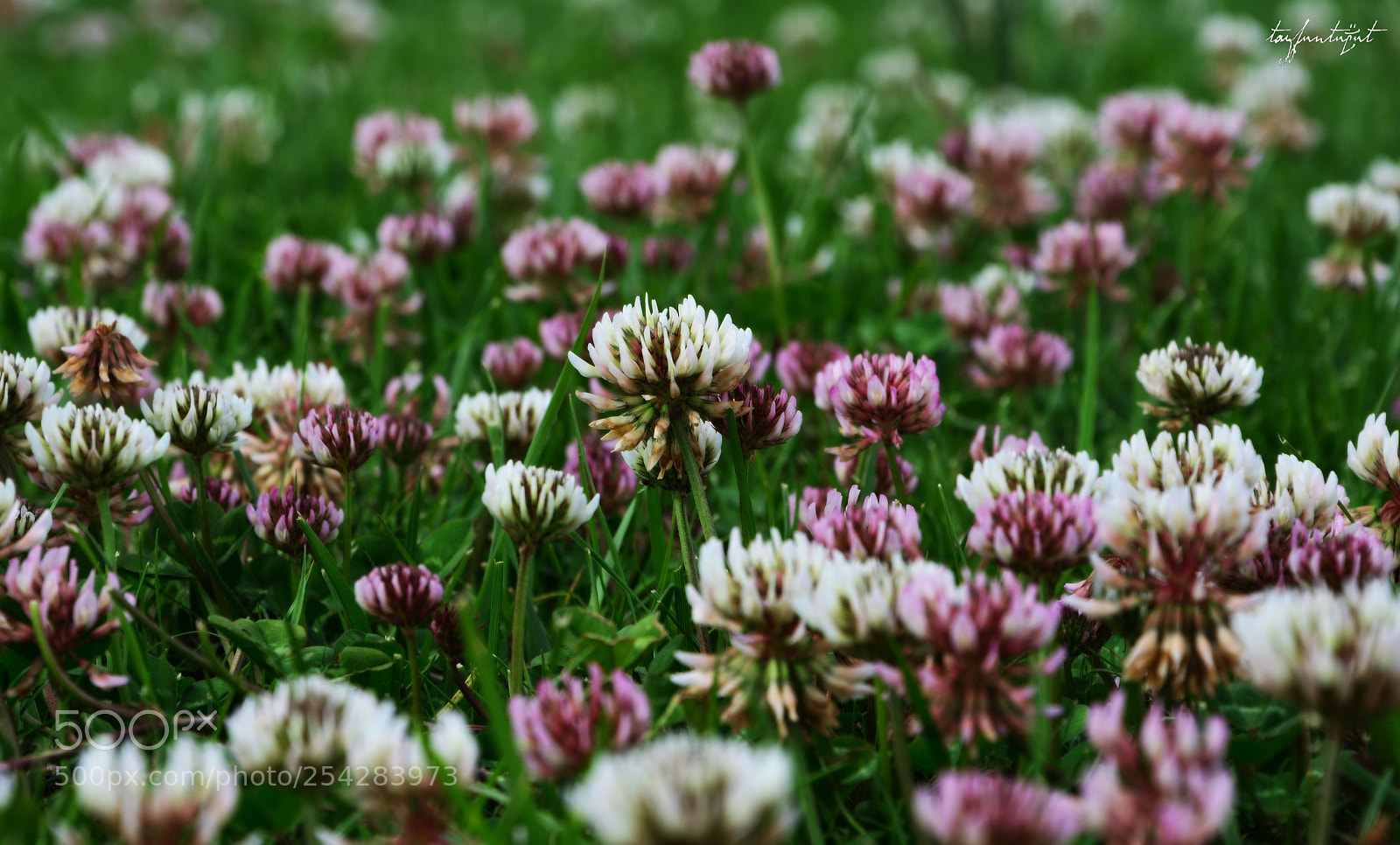 Nikon D5200 sample photo. Prairie flowers photography