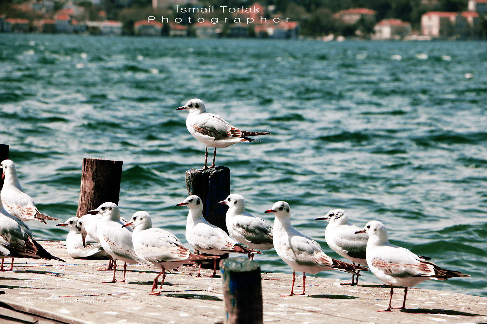 Canon EOS 750D (EOS Rebel T6i / EOS Kiss X8i) sample photo. Martı photography