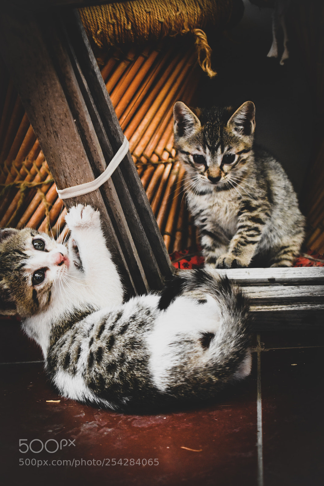 Nikon D3400 sample photo. Kitty fun photography