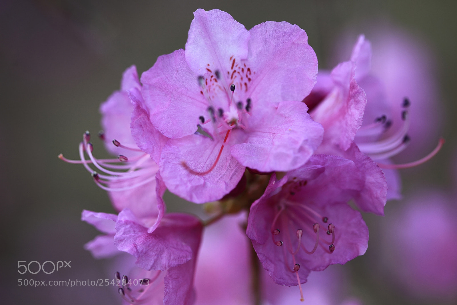 Canon EOS 5D Mark II sample photo. Azalea photography