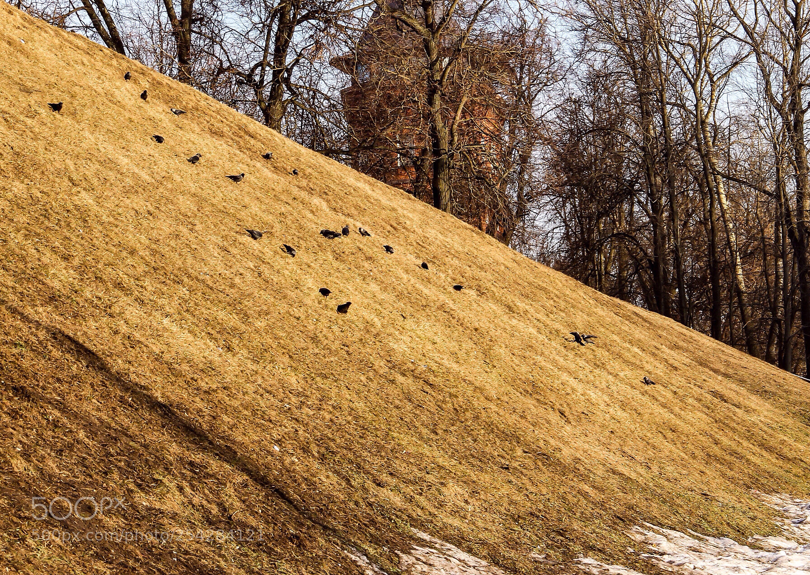 Canon EOS 600D (Rebel EOS T3i / EOS Kiss X5) sample photo. The hungry winter is photography