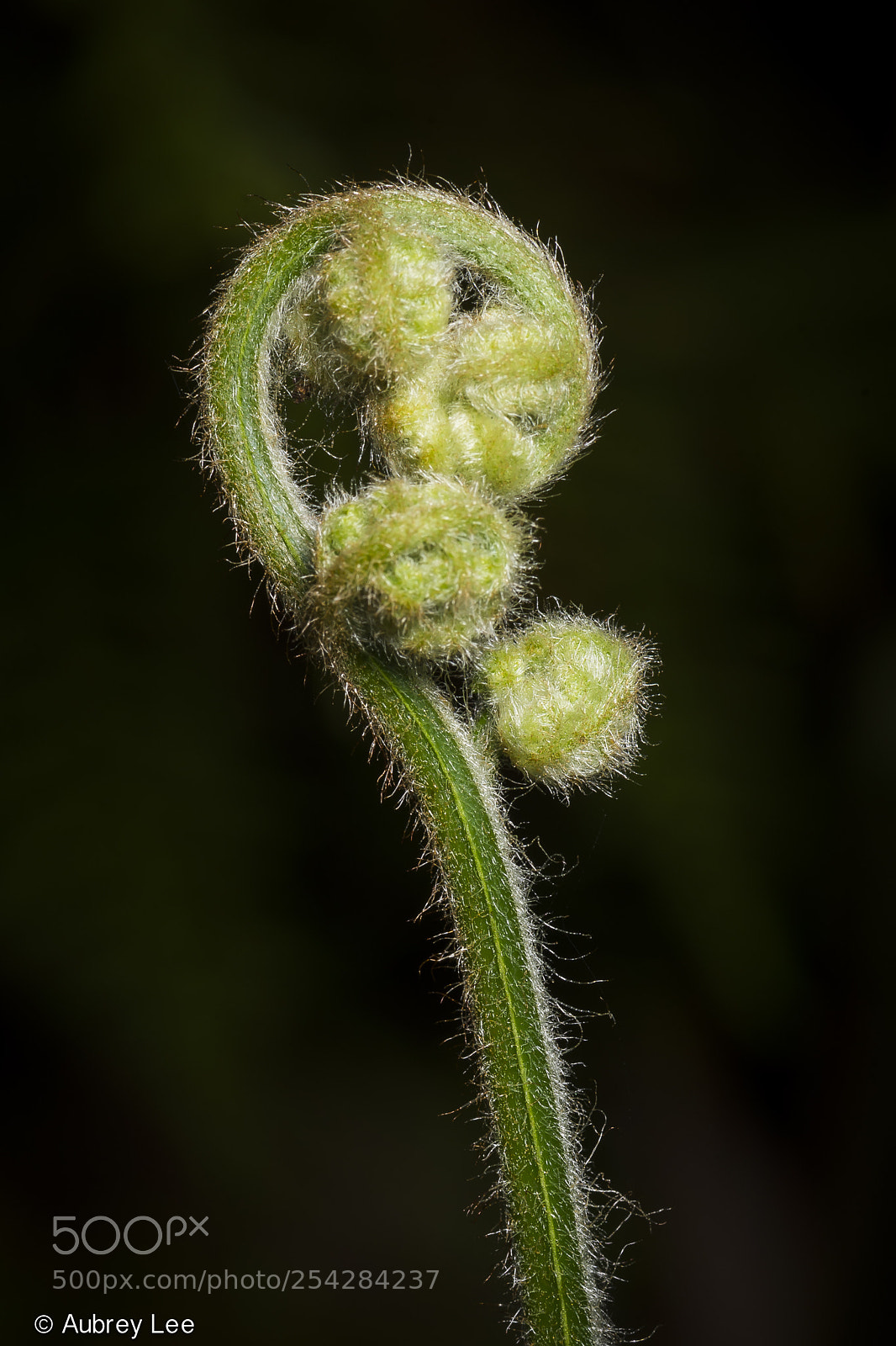 Nikon D610 sample photo. About to pop photography