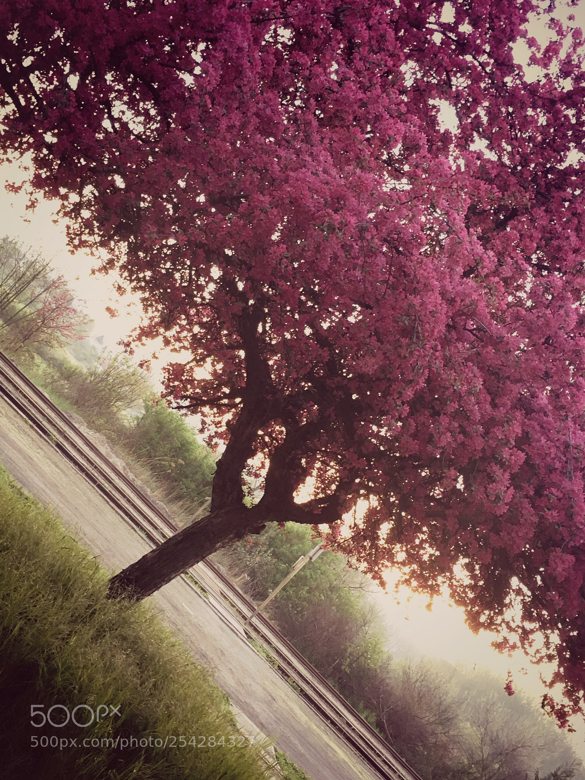 Apple iPhone SE sample photo. Untitled photography