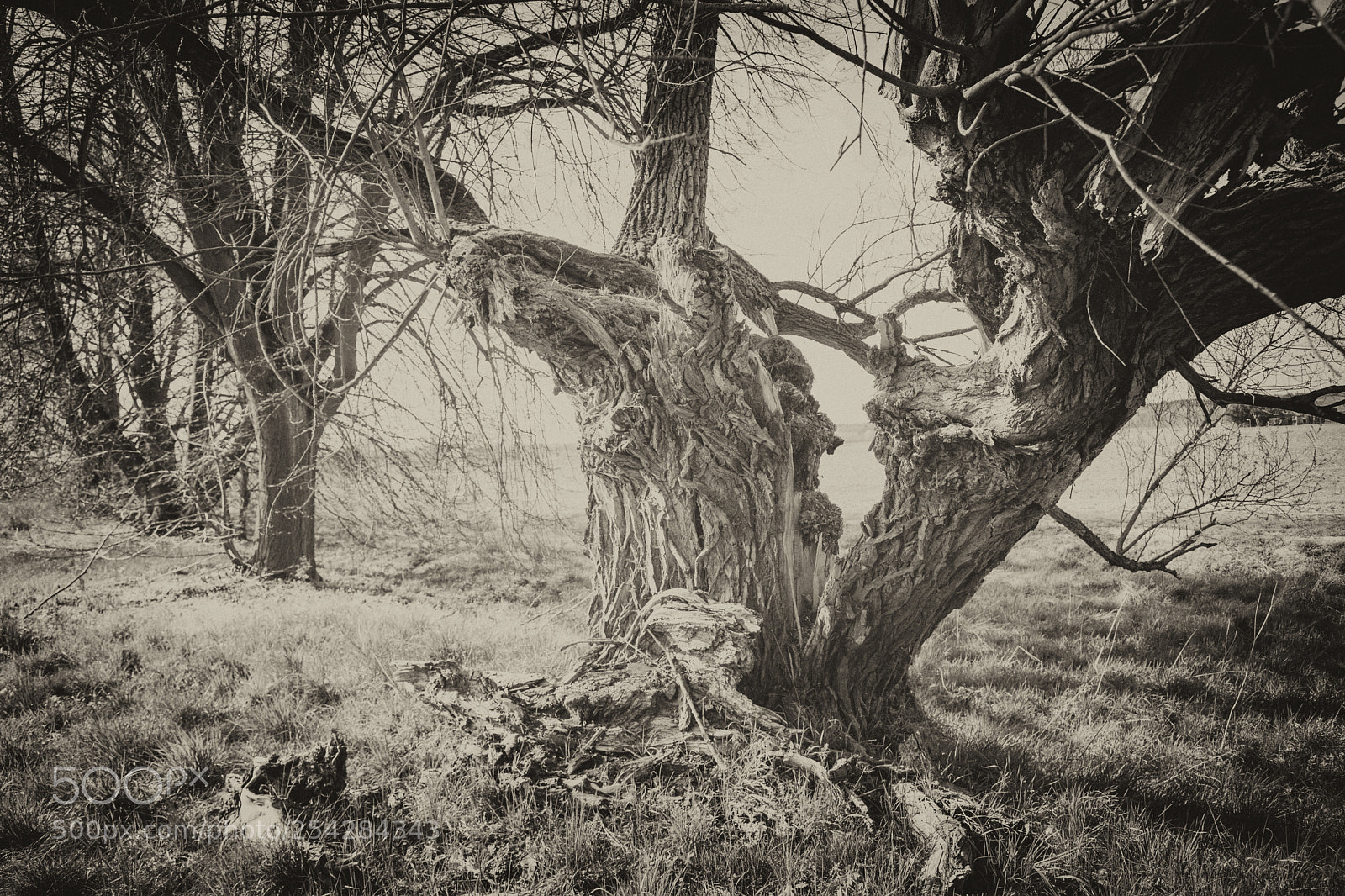 Canon EOS 5D Mark IV sample photo. Old tree photography