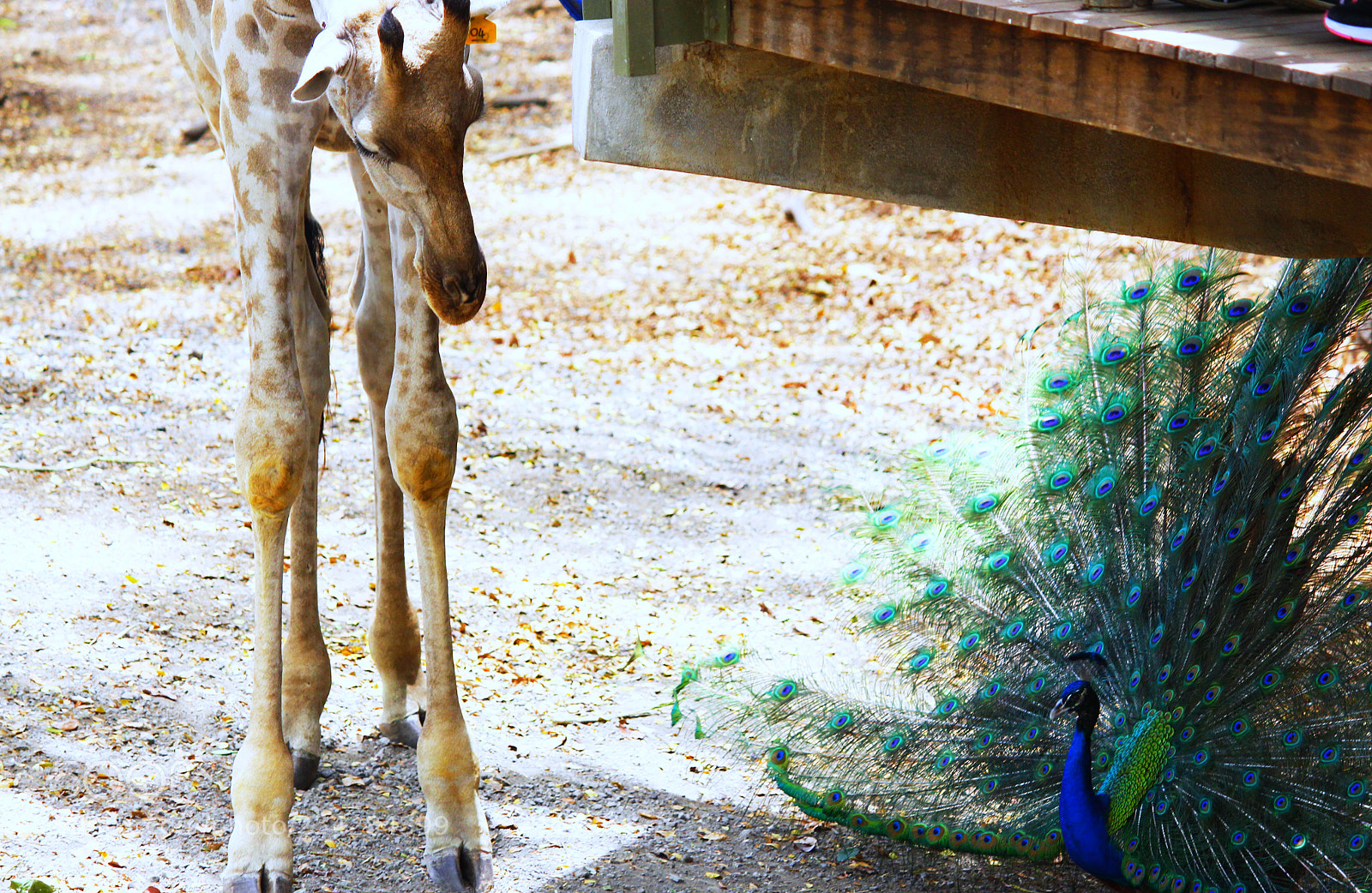 Canon EOS 700D (EOS Rebel T5i / EOS Kiss X7i) sample photo. Conversation between a giraffe photography