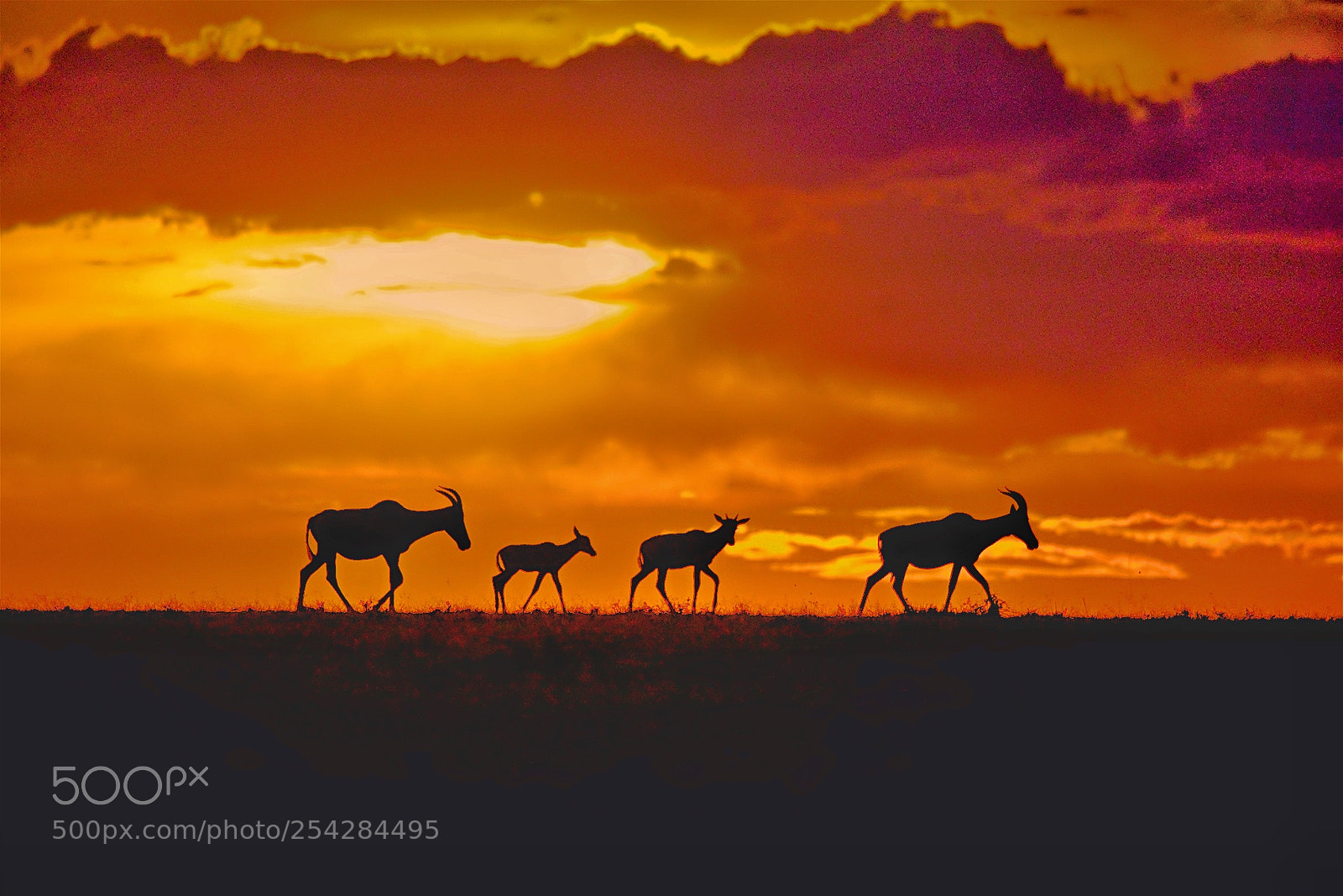 Sony a99 II sample photo. Sunset at masai mara photography