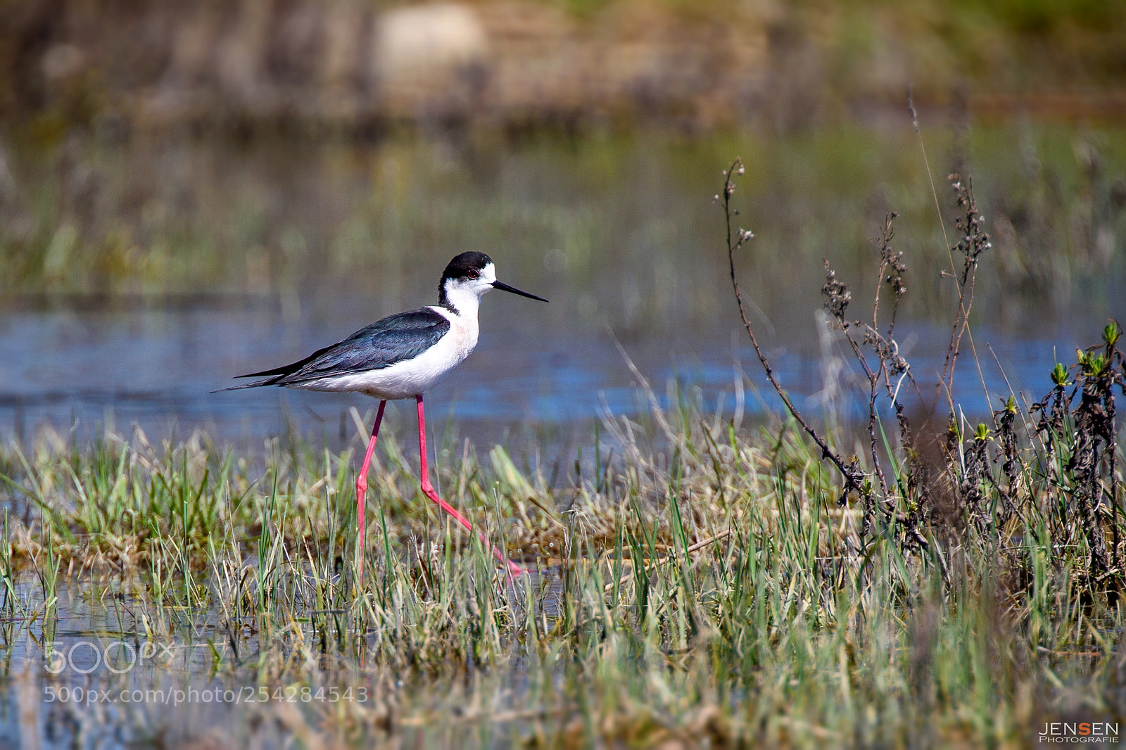 Nikon D4S sample photo. Long legs photography