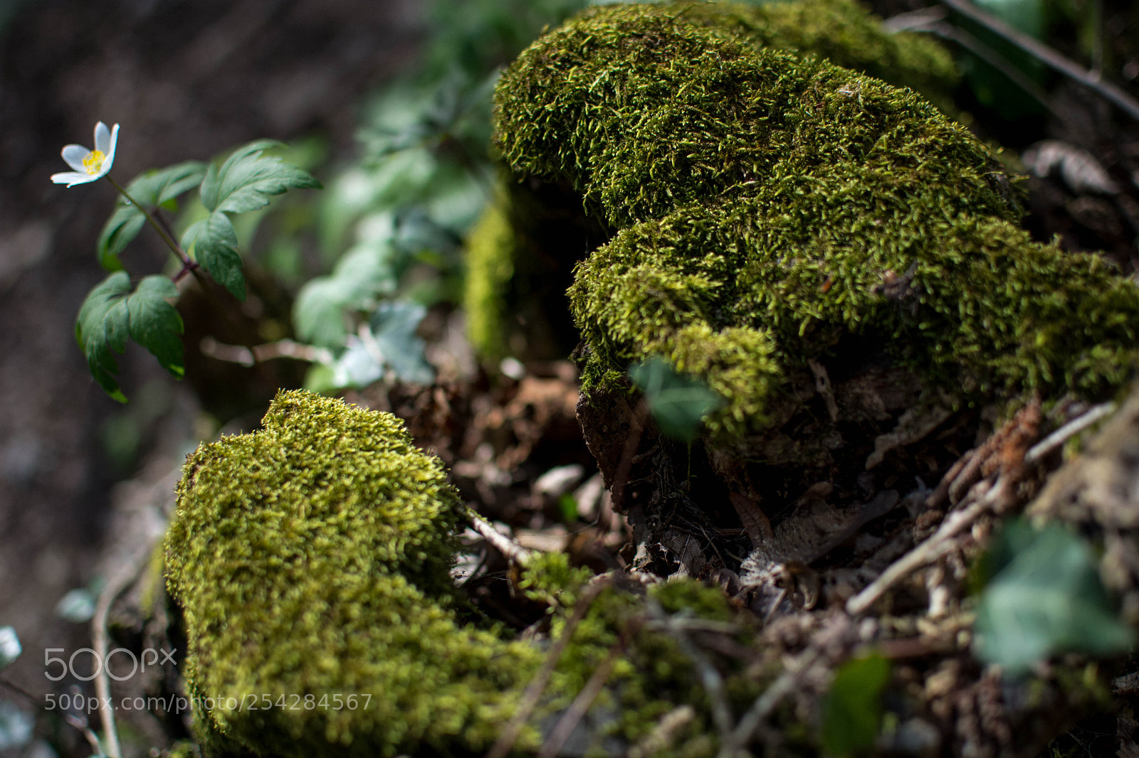 Nikon D7100 sample photo. Walking through the roots photography
