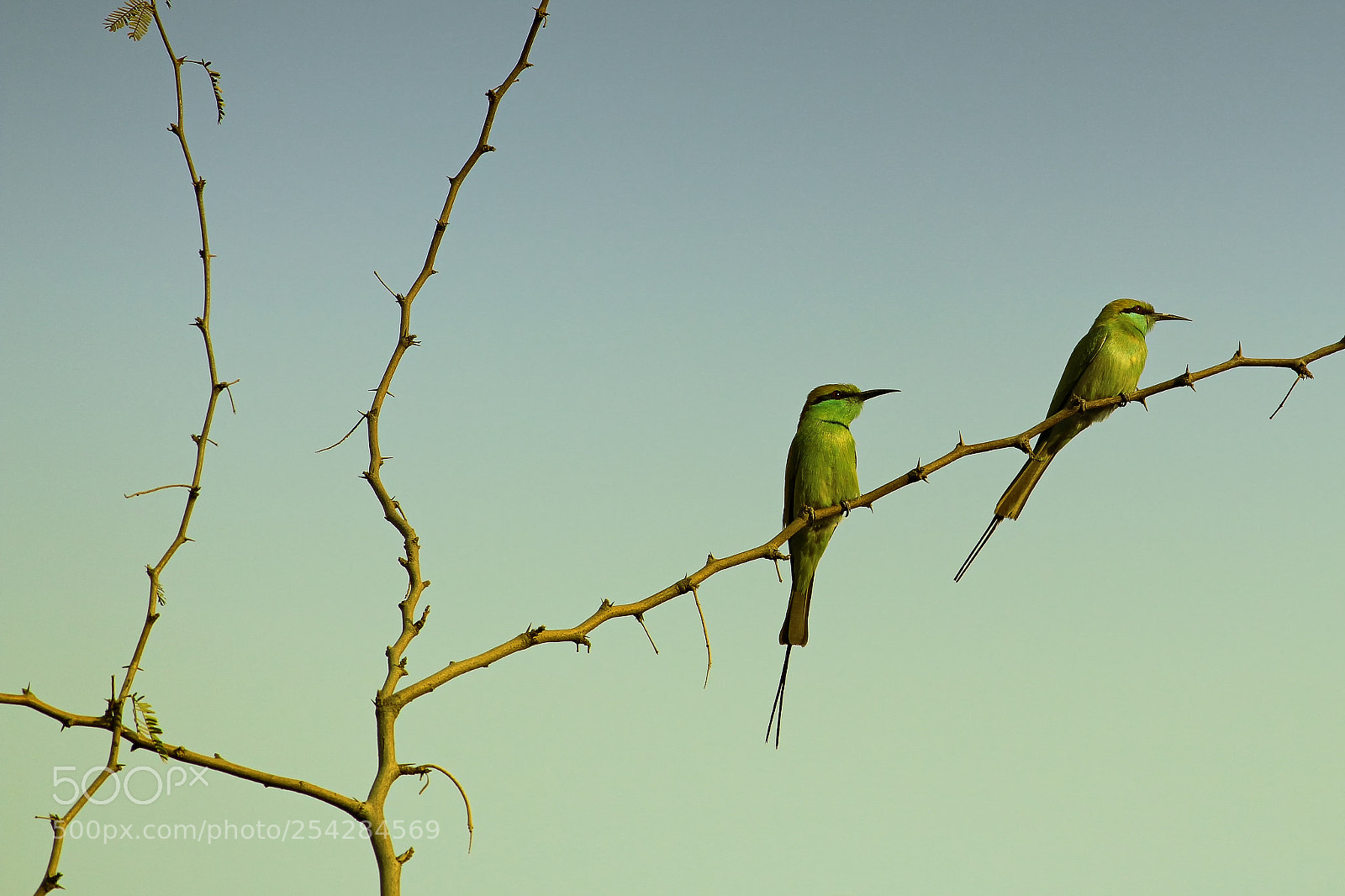 Canon EOS 700D (EOS Rebel T5i / EOS Kiss X7i) sample photo. Two birds sitting on photography