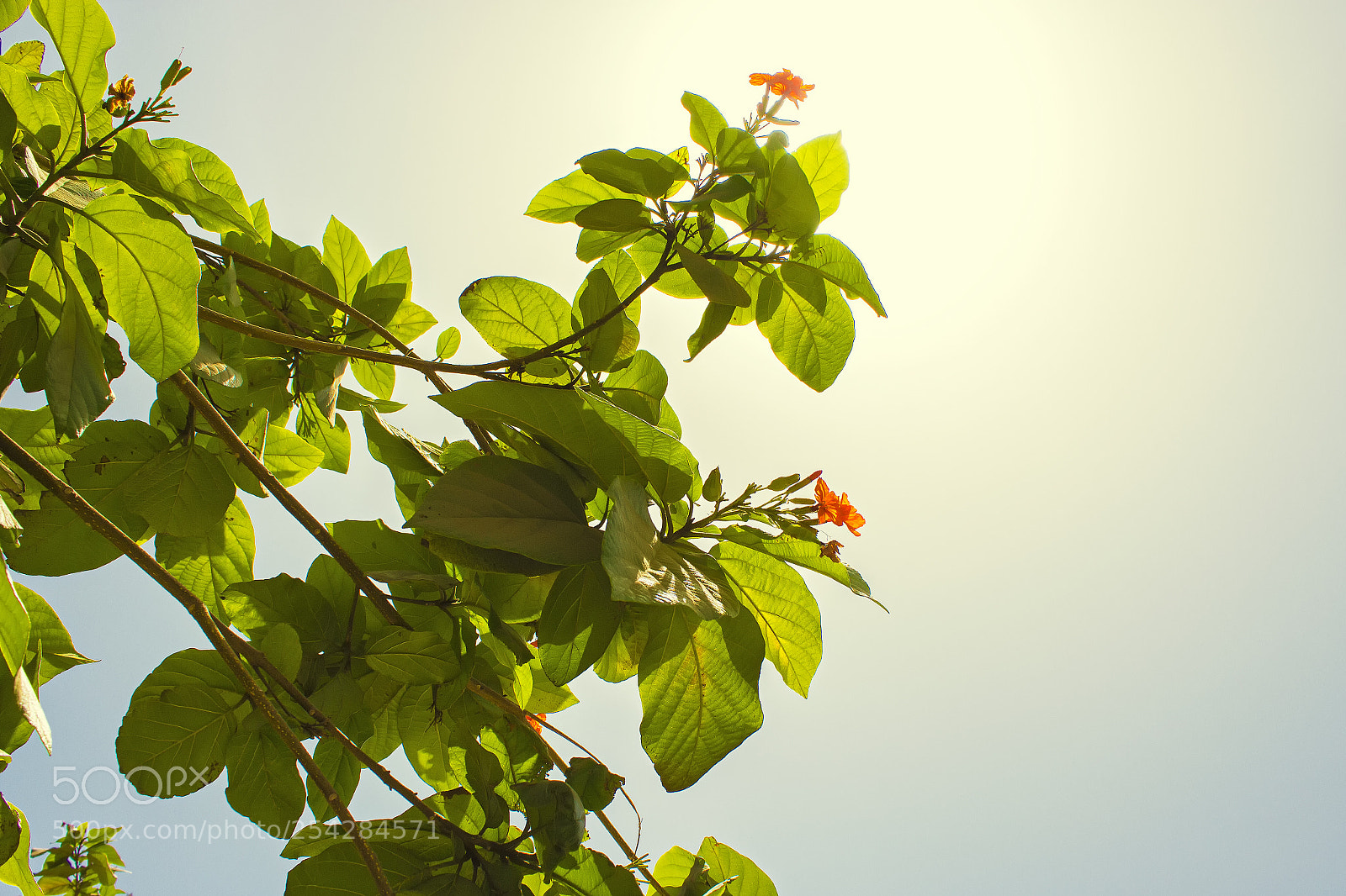 Canon EOS 700D (EOS Rebel T5i / EOS Kiss X7i) sample photo. Flower tree with sun photography