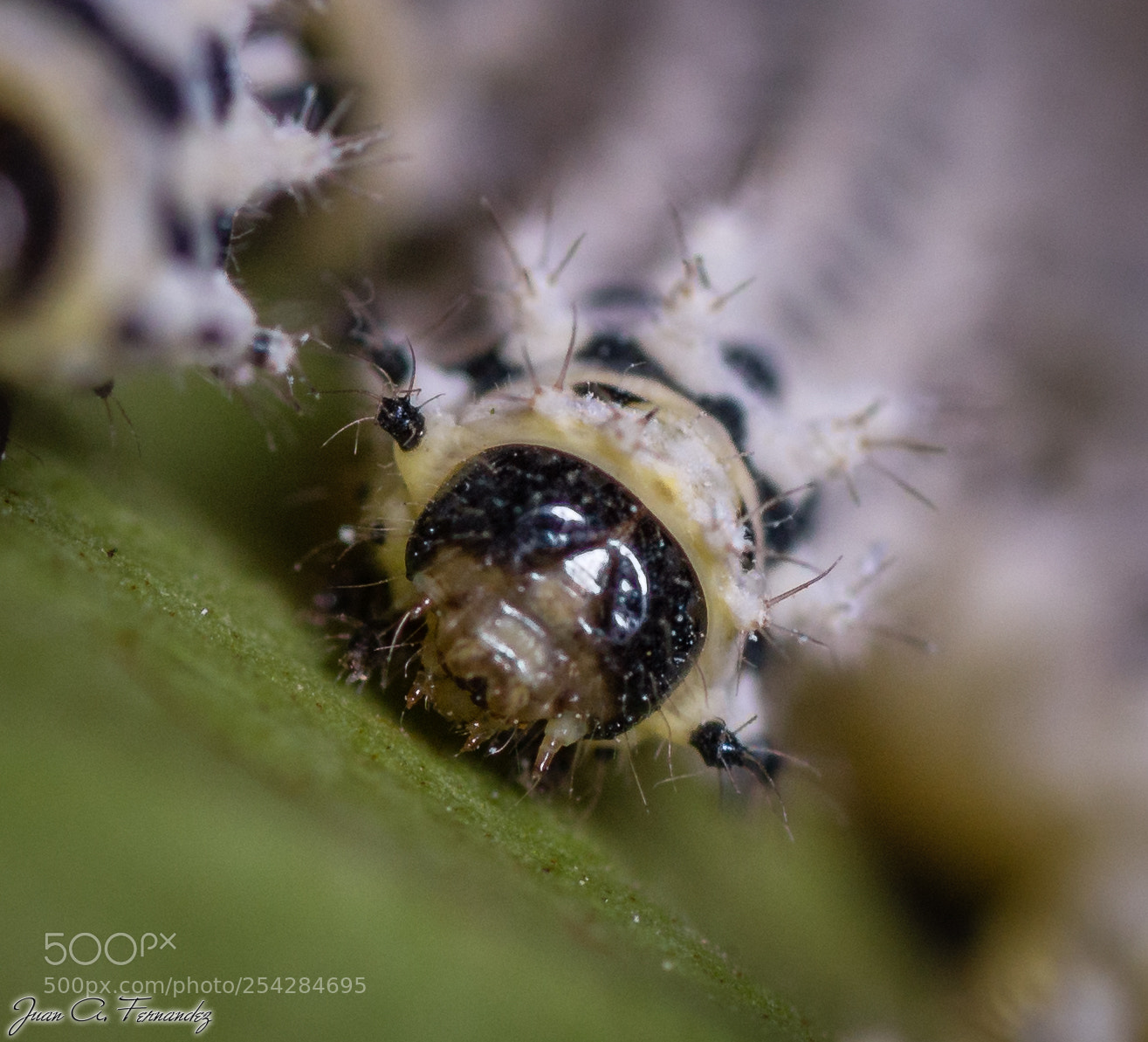 Nikon D610 sample photo. Samia ricini photography