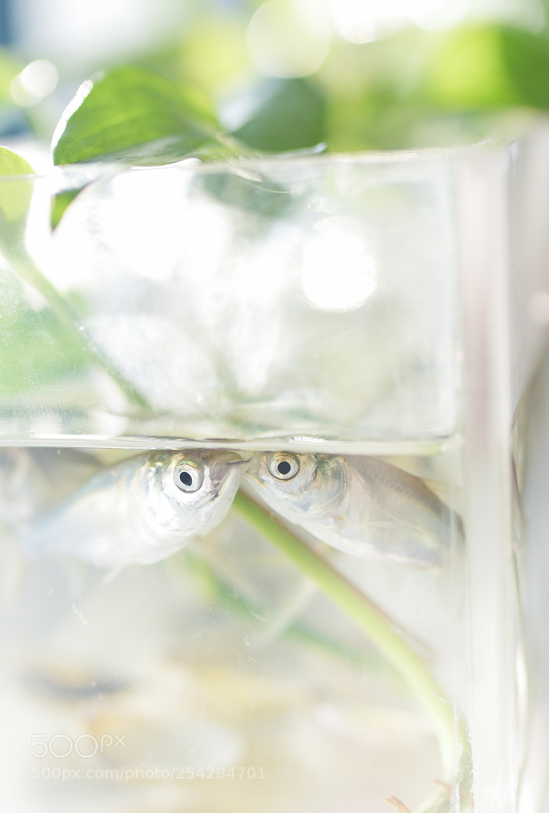Nikon D810 sample photo. Kiss photography