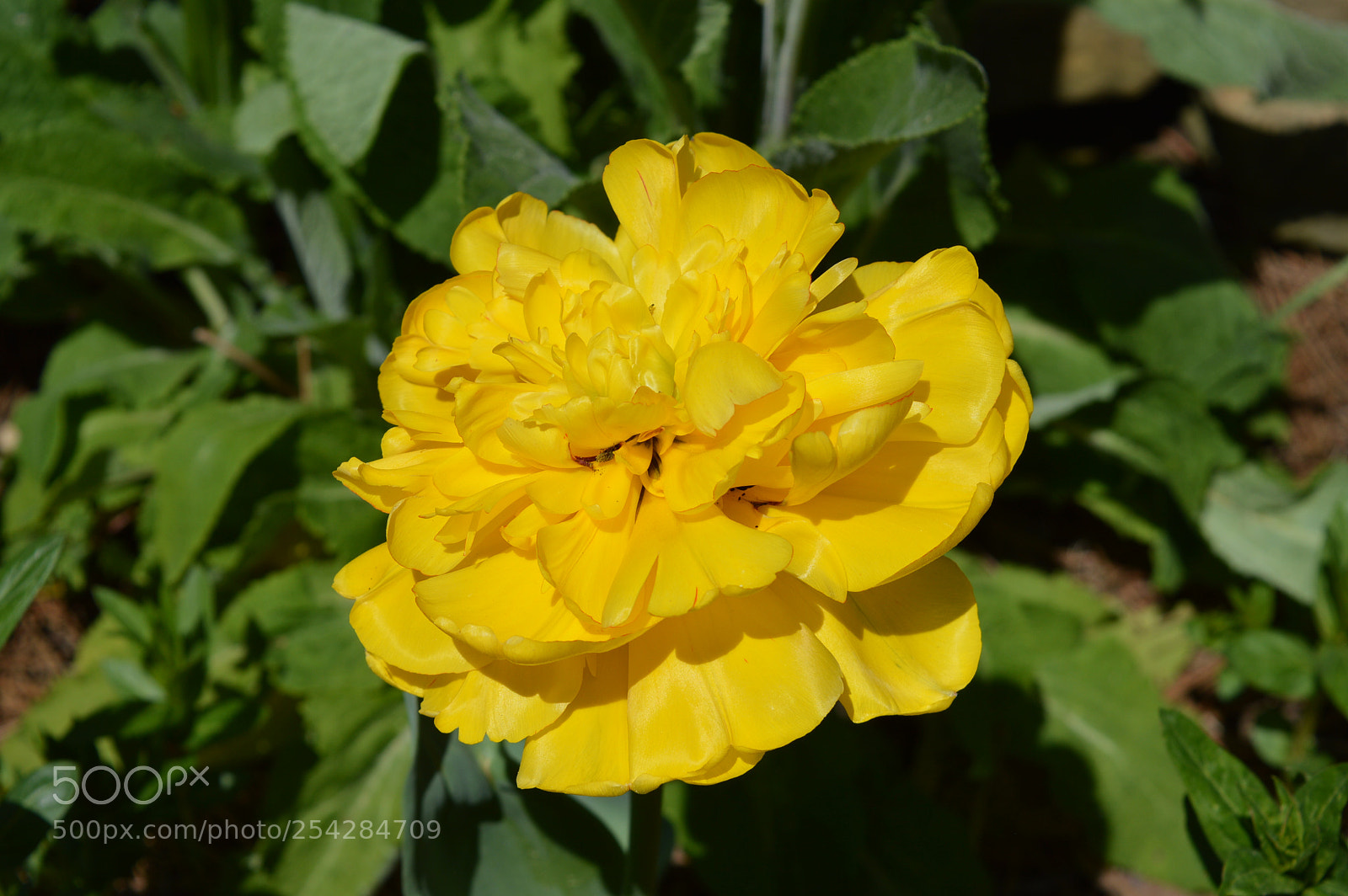 Nikon D3200 sample photo. Good morning sunshine photography