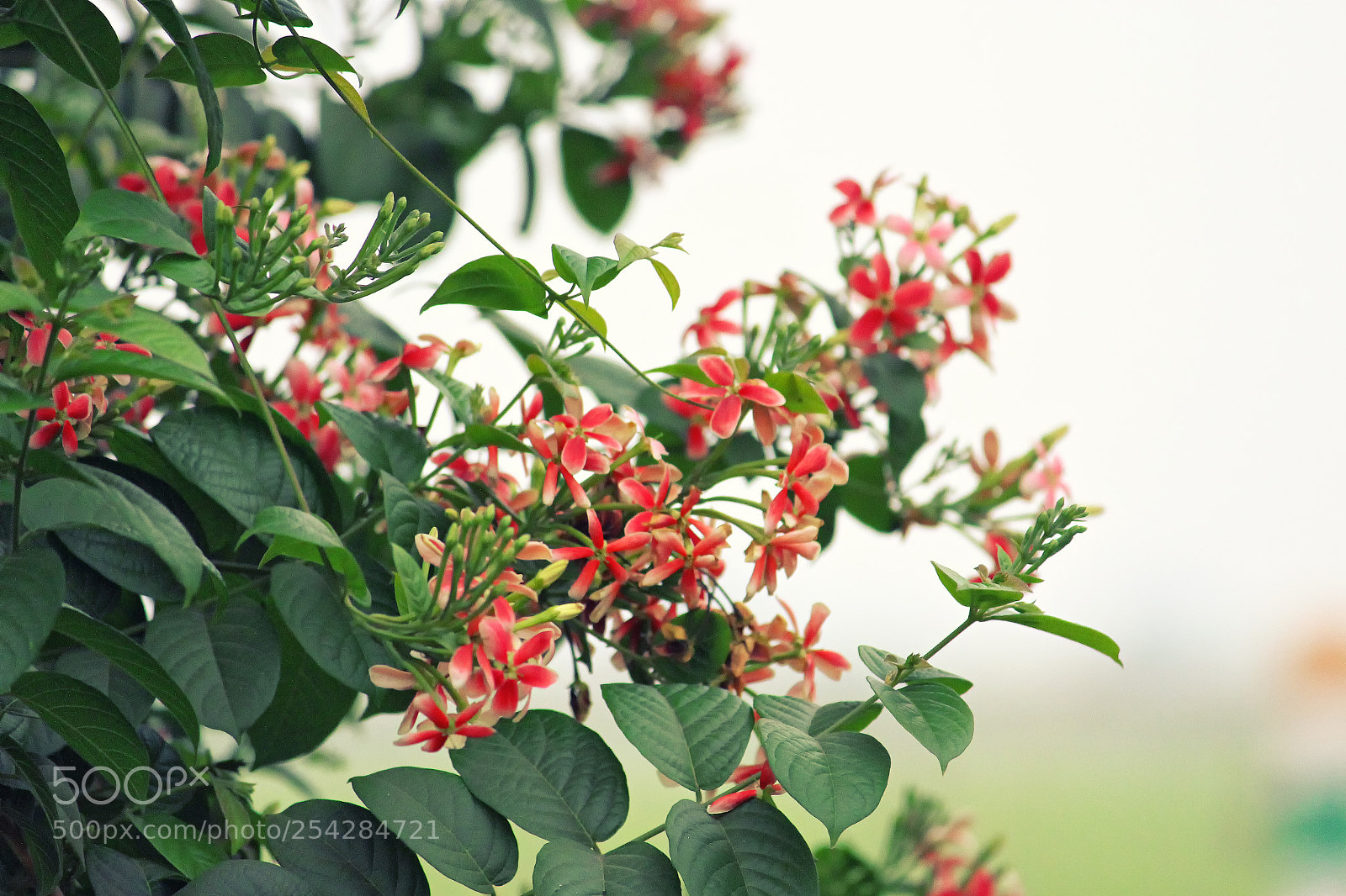 Canon EOS 700D (EOS Rebel T5i / EOS Kiss X7i) sample photo. Flower with nature background photography