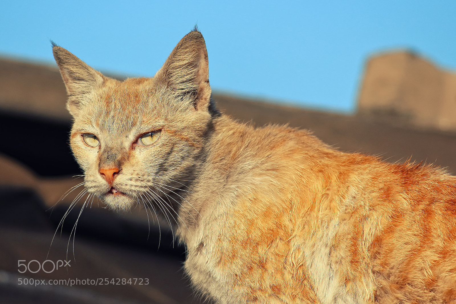Canon EOS 700D (EOS Rebel T5i / EOS Kiss X7i) sample photo. Mean eyed cat photography