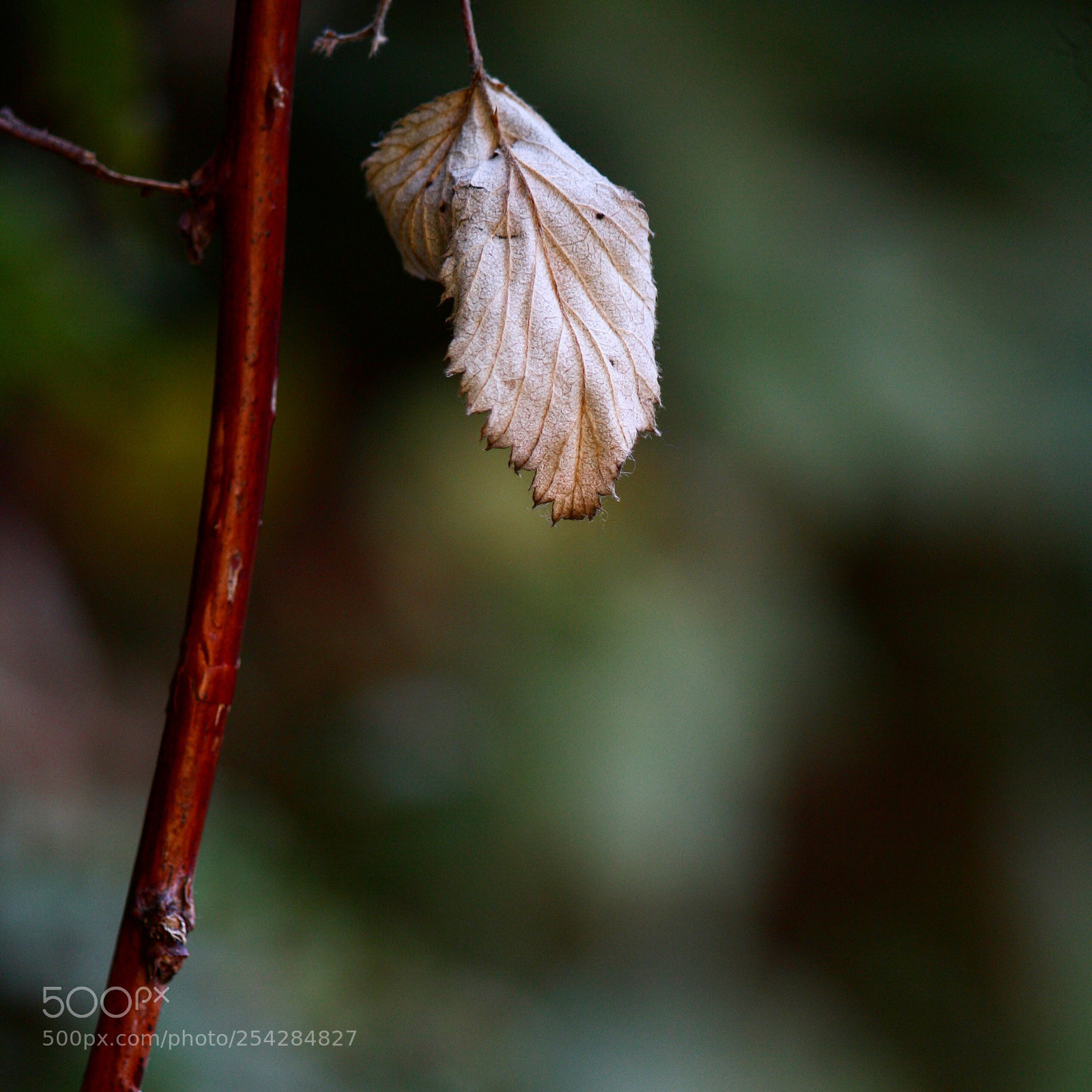 Canon EOS 1000D (EOS Digital Rebel XS / EOS Kiss F) sample photo. Dry leaf photography