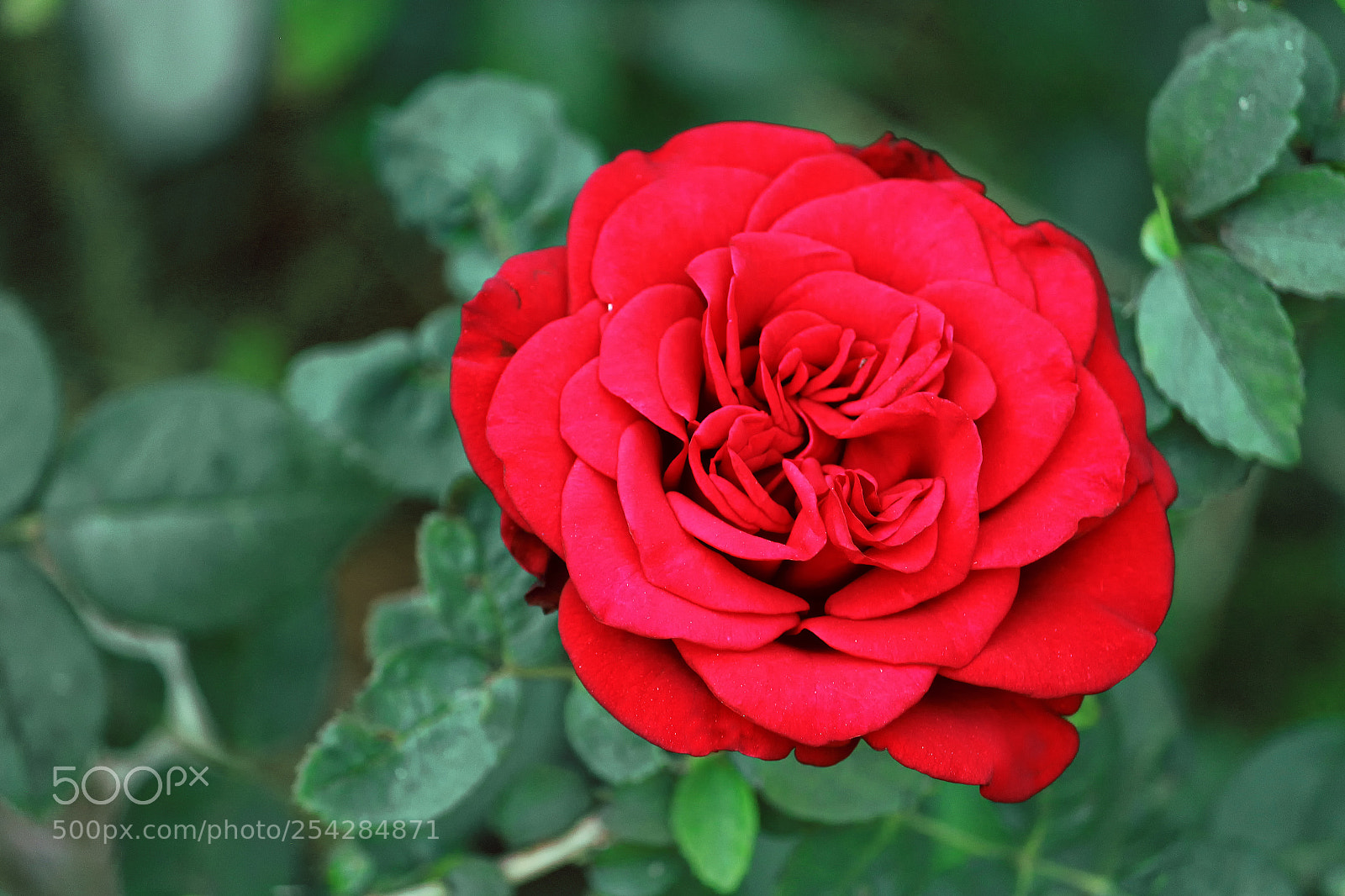 Canon EOS 700D (EOS Rebel T5i / EOS Kiss X7i) sample photo. Red rose close up photography