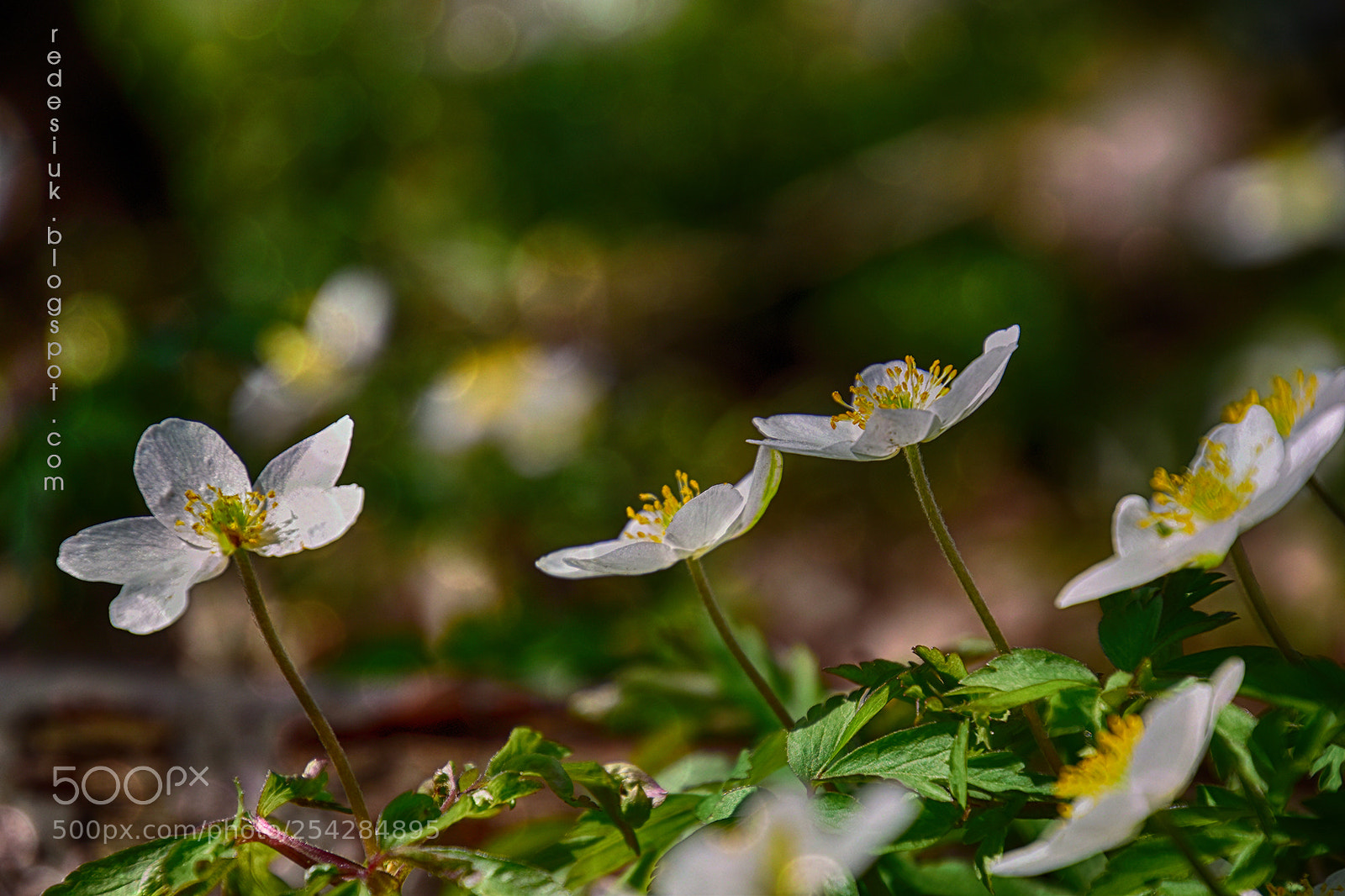 Nikon D5500 sample photo. Http redesiuk.blogspot.com 2018 04 photography
