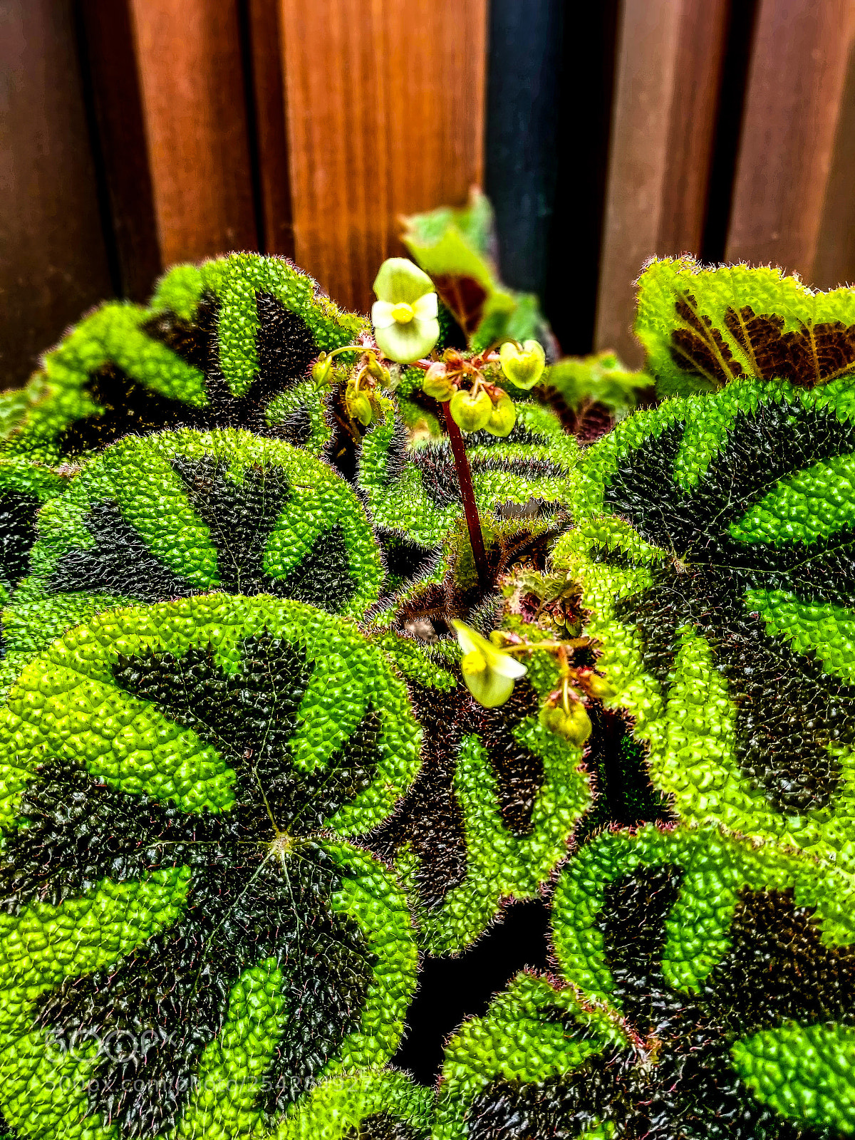 Samsung Galaxy S8 sample photo. Begonia photography