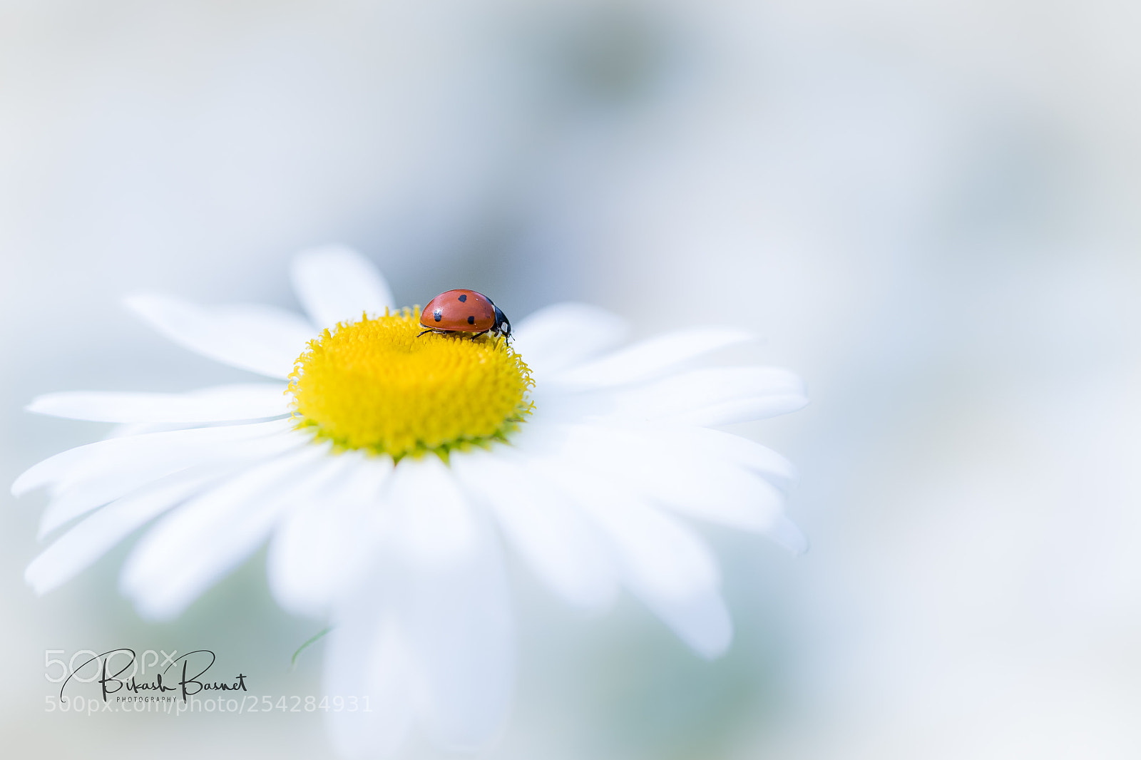 Canon EOS-1D X Mark II sample photo. Ladybug photography