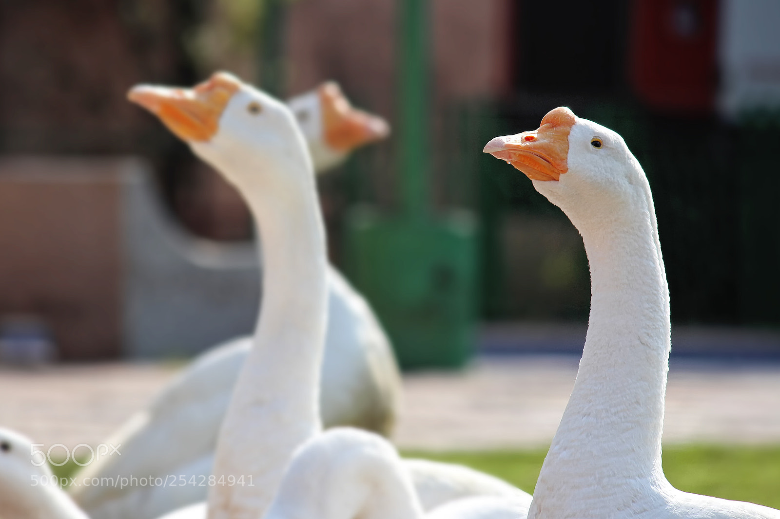 Canon EOS 700D (EOS Rebel T5i / EOS Kiss X7i) sample photo. White duck close up photography