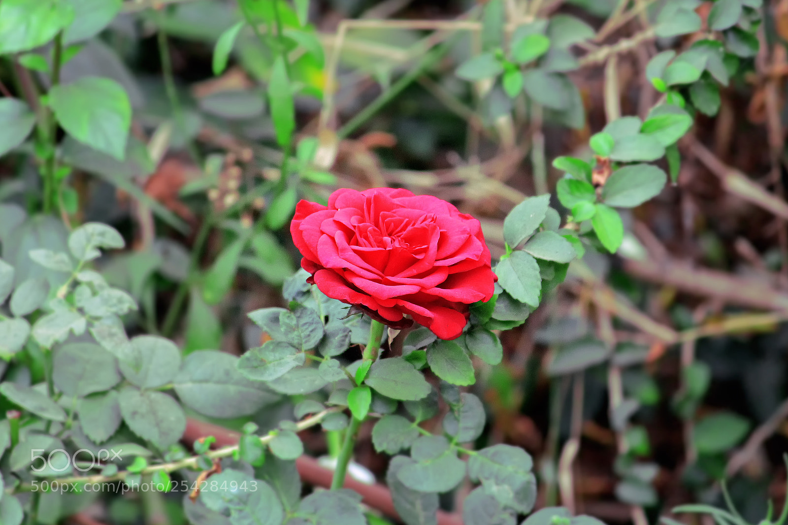 Canon EOS 700D (EOS Rebel T5i / EOS Kiss X7i) sample photo. Beautiful red rose photography