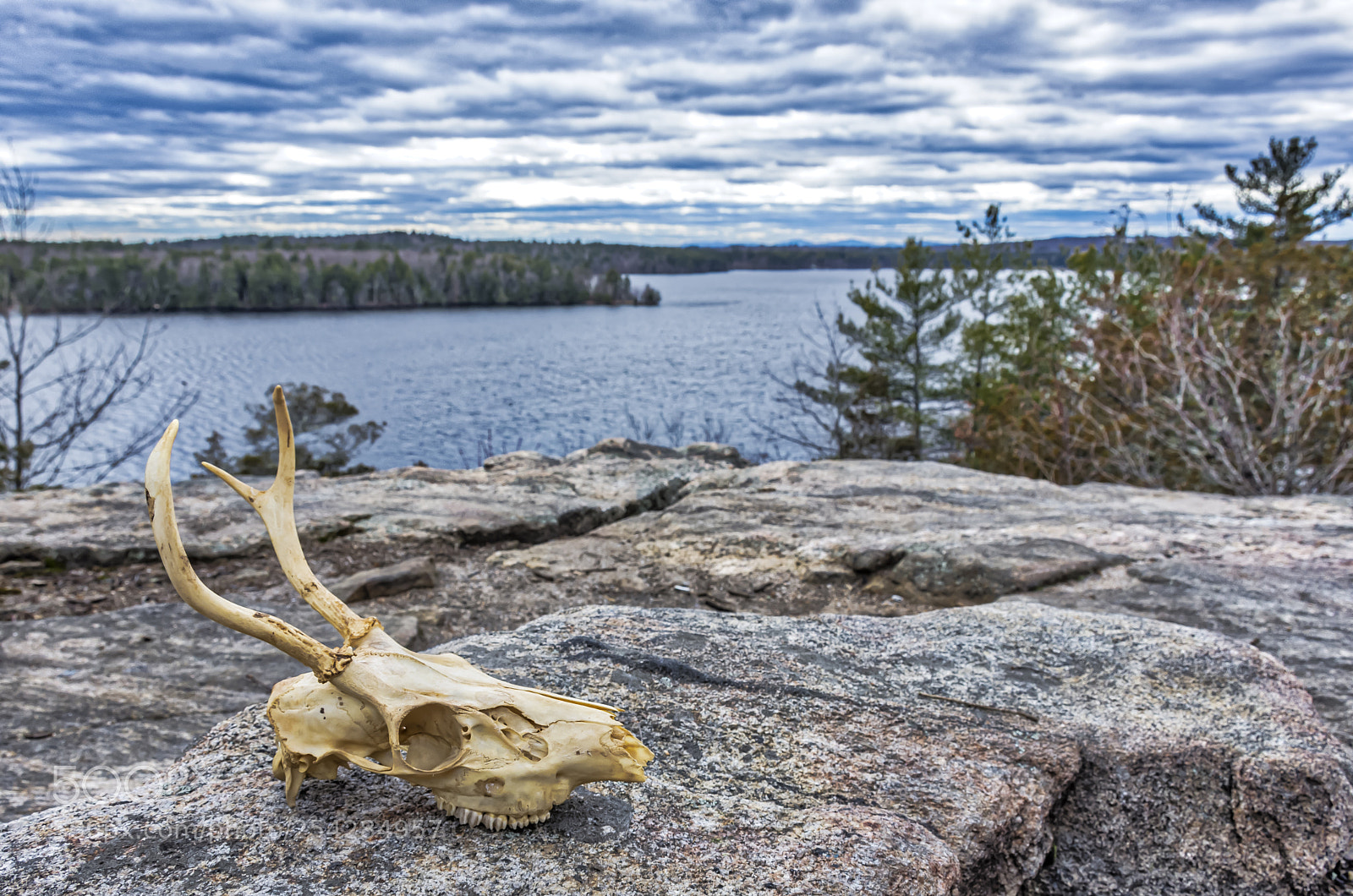 Nikon D7200 sample photo. Deer skull massabesic berrengers photography