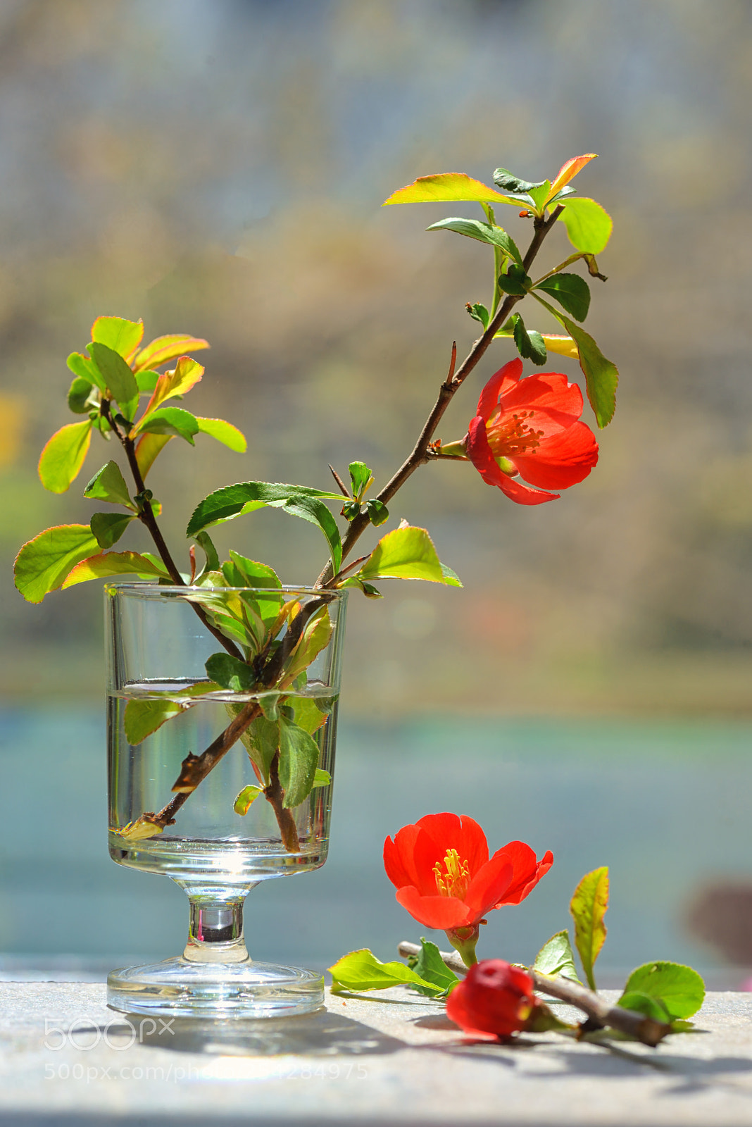 Nikon D610 sample photo. Japanese ornamental quince photography