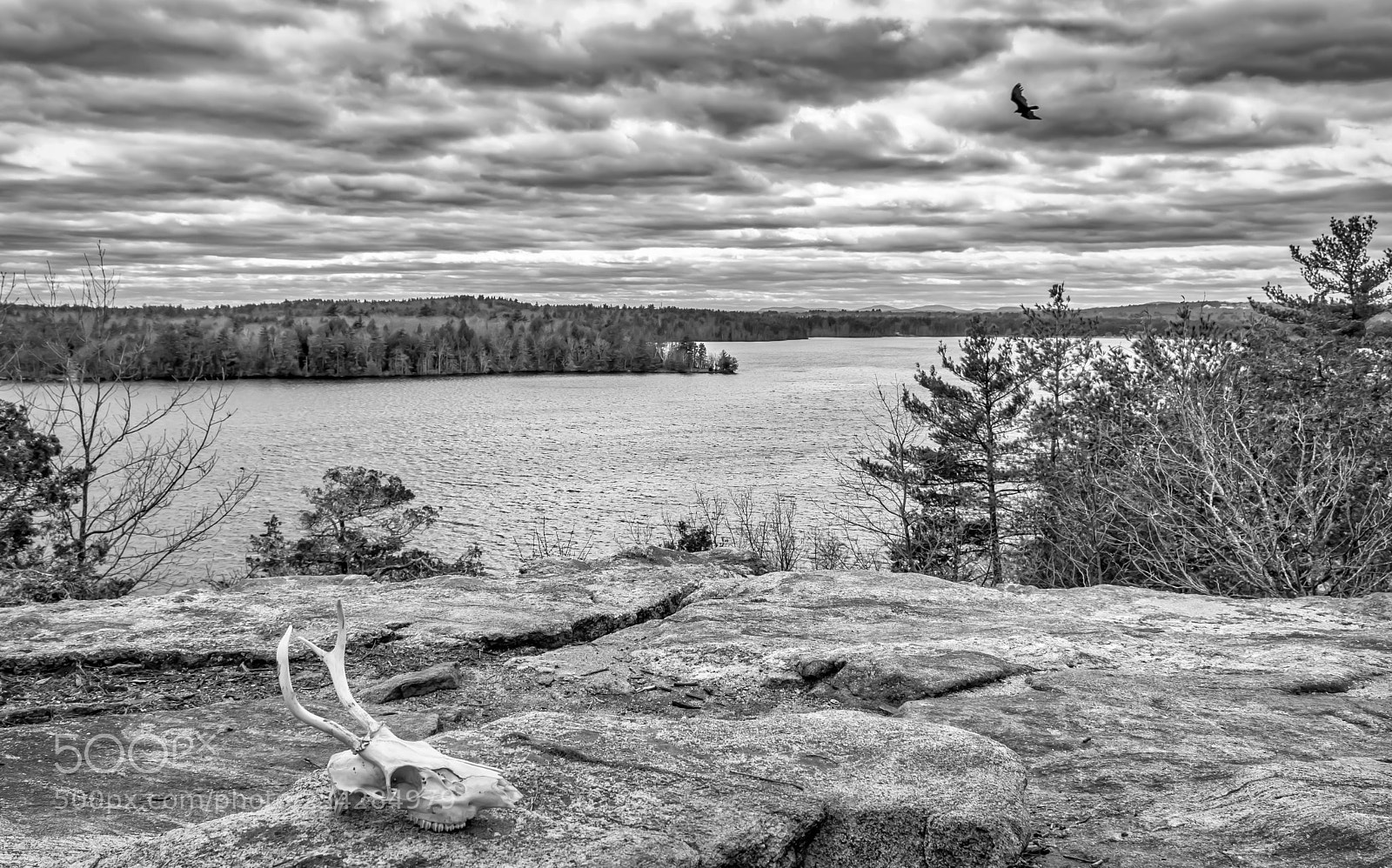 Nikon D7200 sample photo. Hawk massabesic berrengers cliffs photography