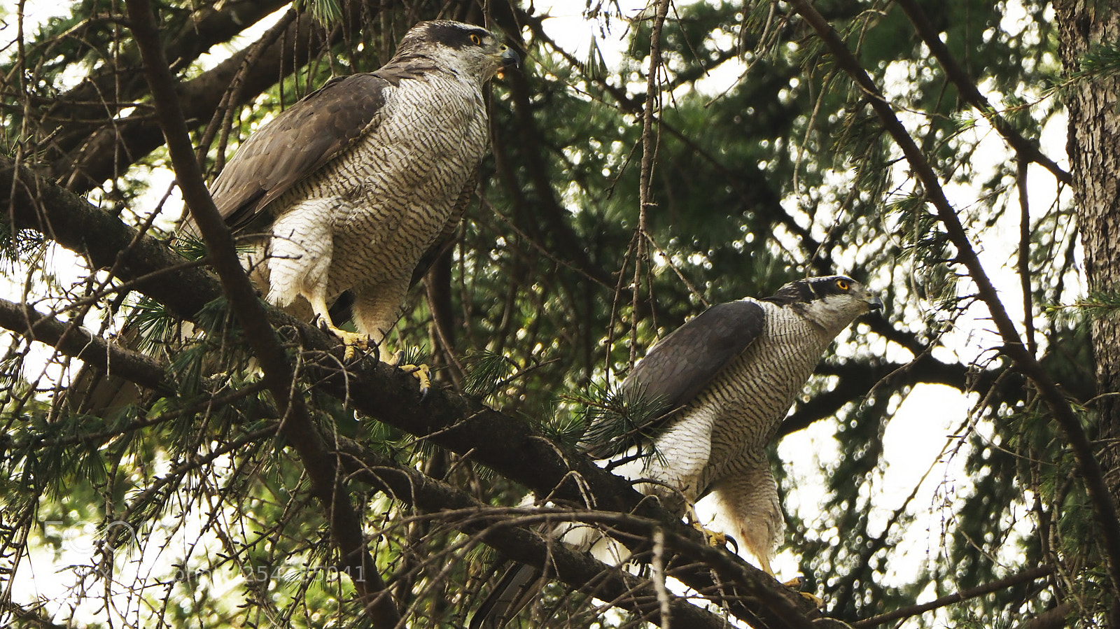 Olympus OM-D E-M1 Mark II sample photo. Female and male photography
