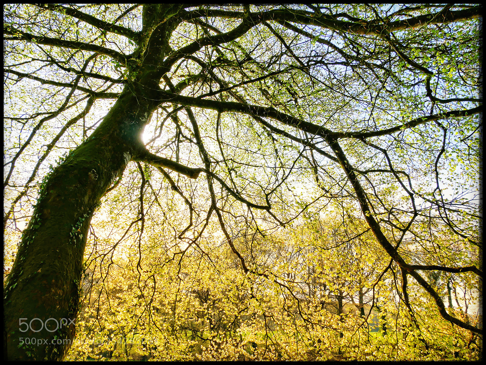 Panasonic Lumix DMC-GX85 (Lumix DMC-GX80 / Lumix DMC-GX7 Mark II) sample photo. Printemps photography