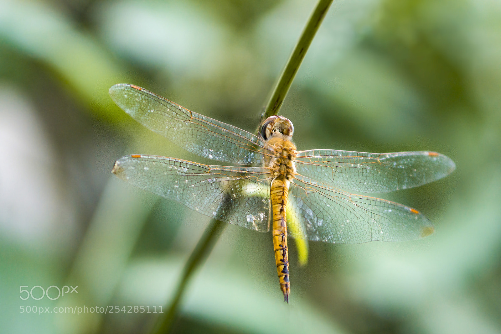 Sony a6000 sample photo. Dragonfly photography