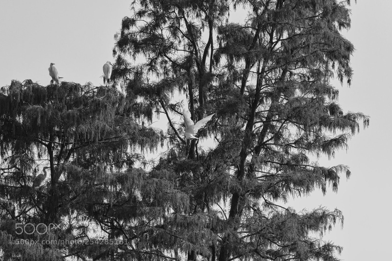 Canon EOS 70D sample photo. .. photography