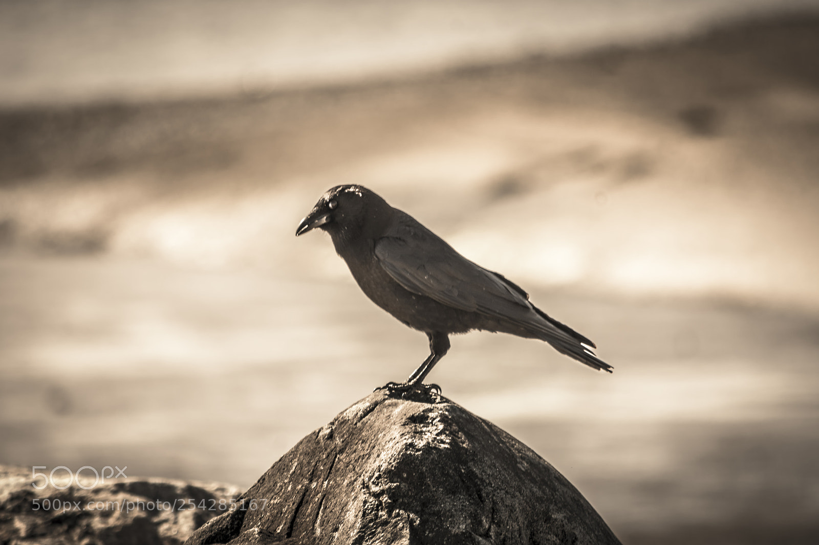 Nikon D7200 sample photo. Raven photography