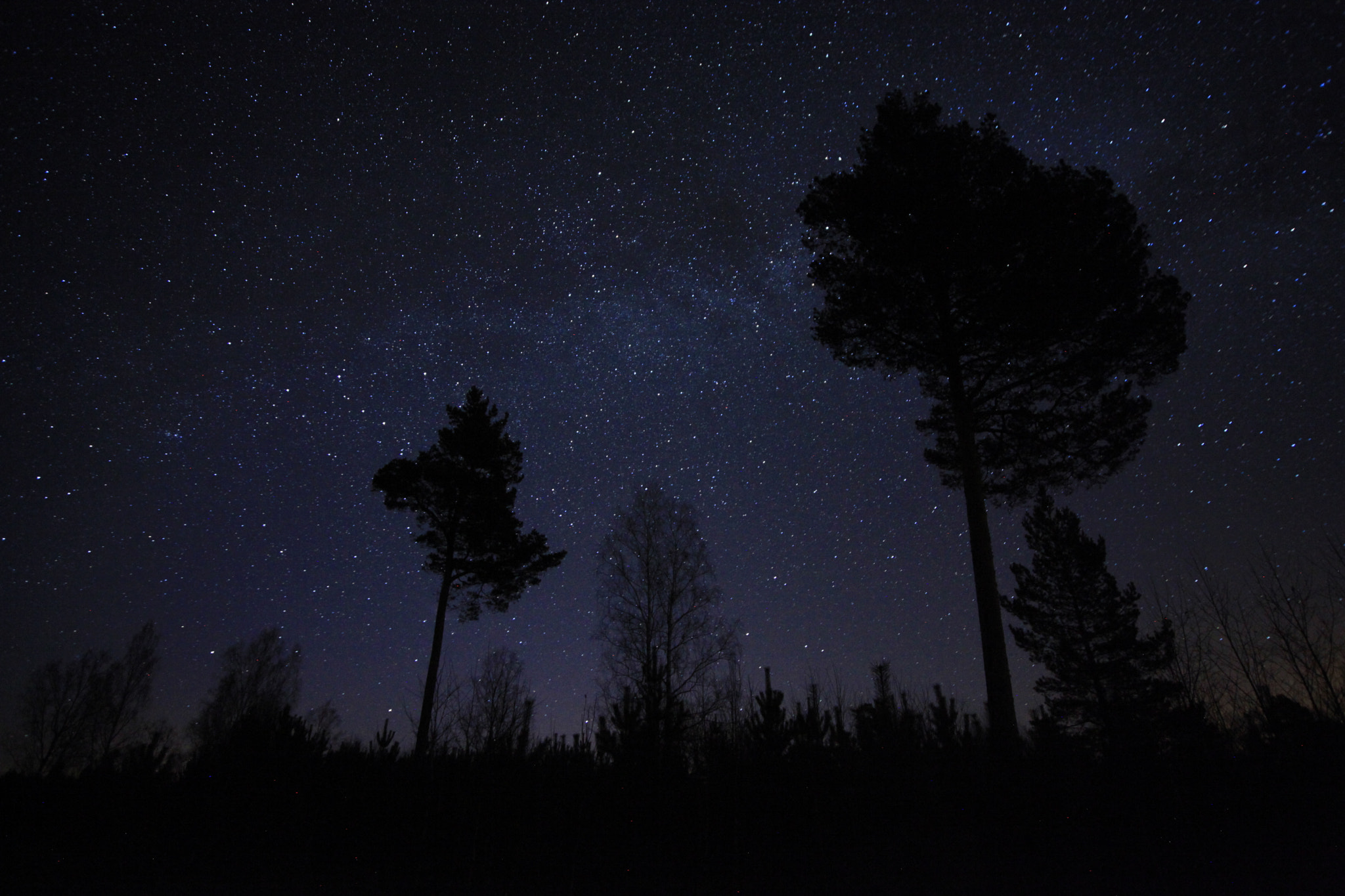 Canon EOS 5D Mark II sample photo. Milkey way and trees photography