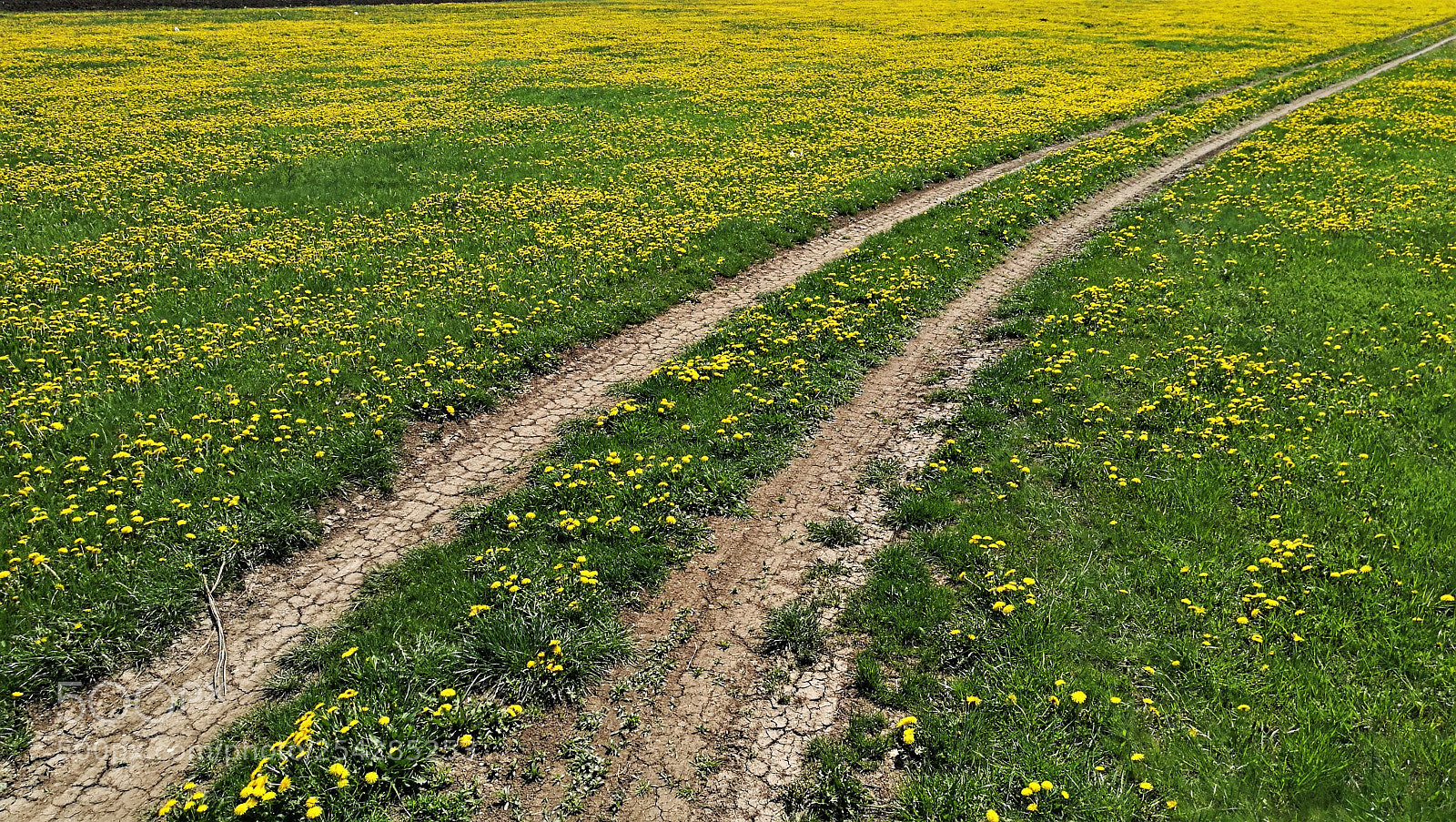 HUAWEI P9 sample photo. Dandelion field photography