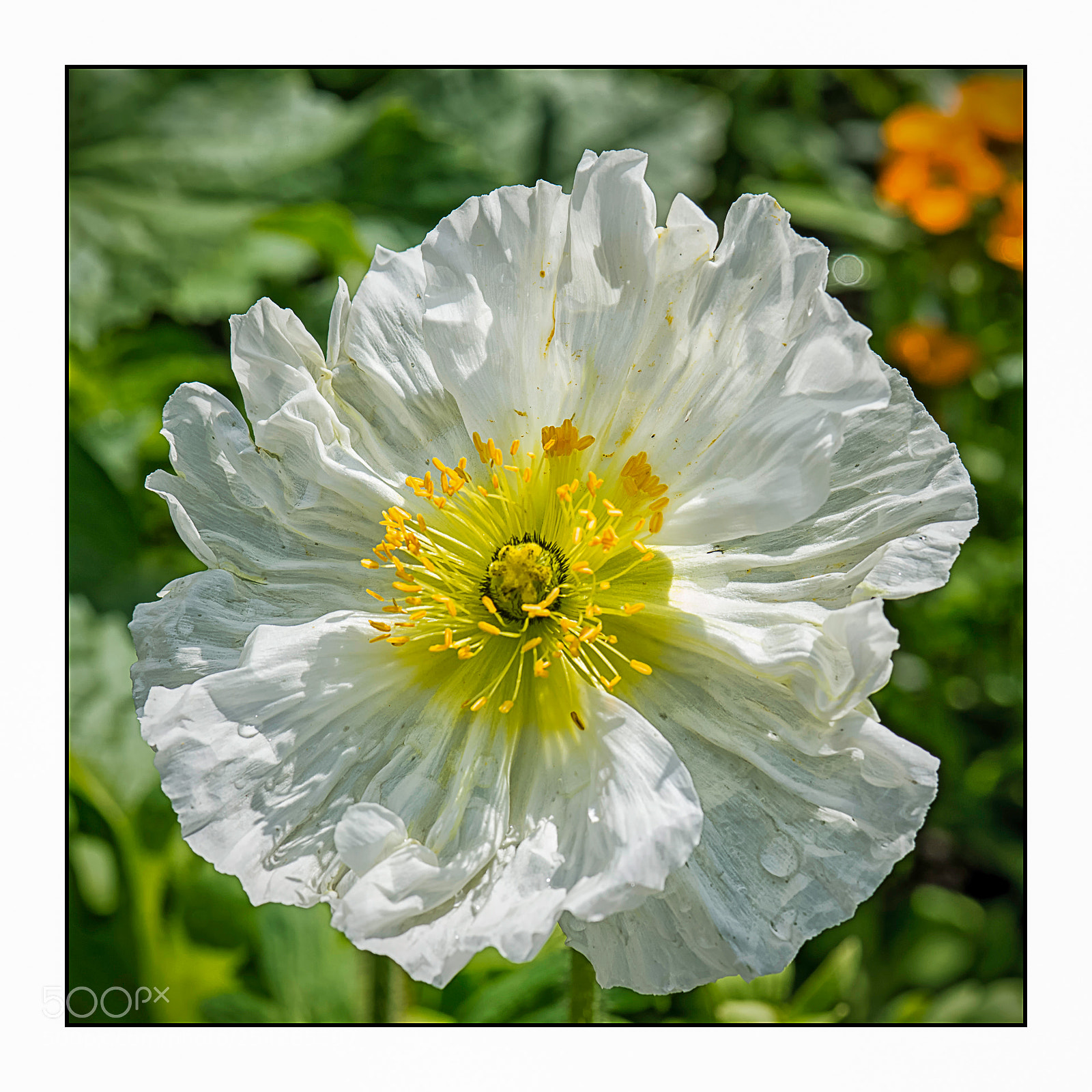 Nikon D610 sample photo. Printemps photography