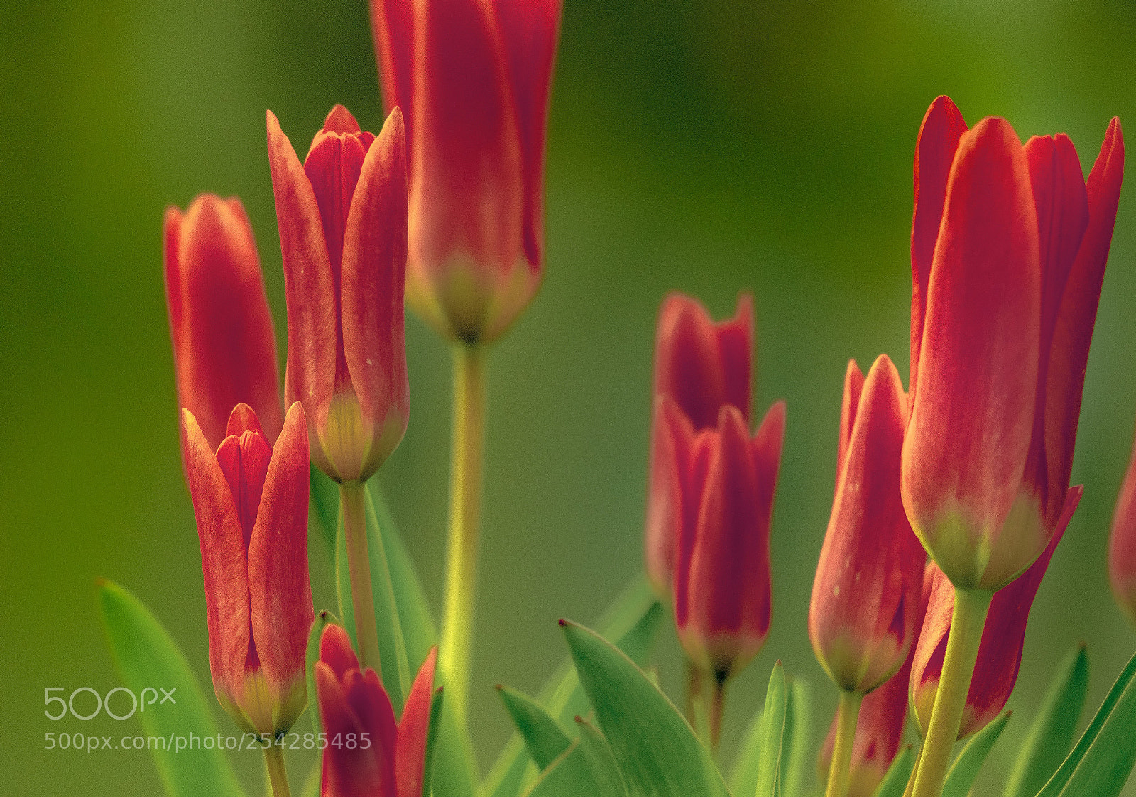 Nikon D5300 sample photo. Tulips photography