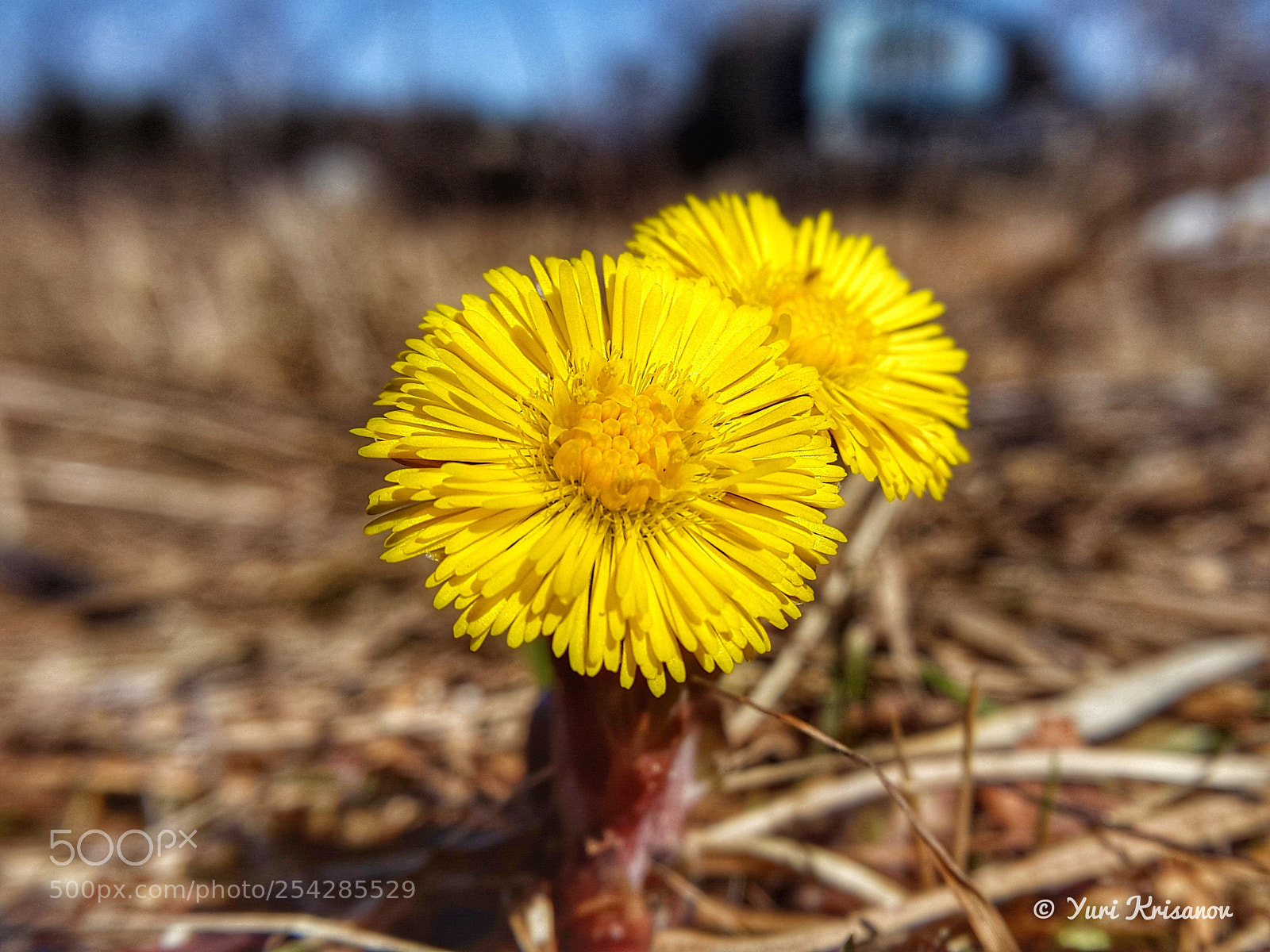 Samsung Galaxy Alpha sample photo. The first spring flowers photography