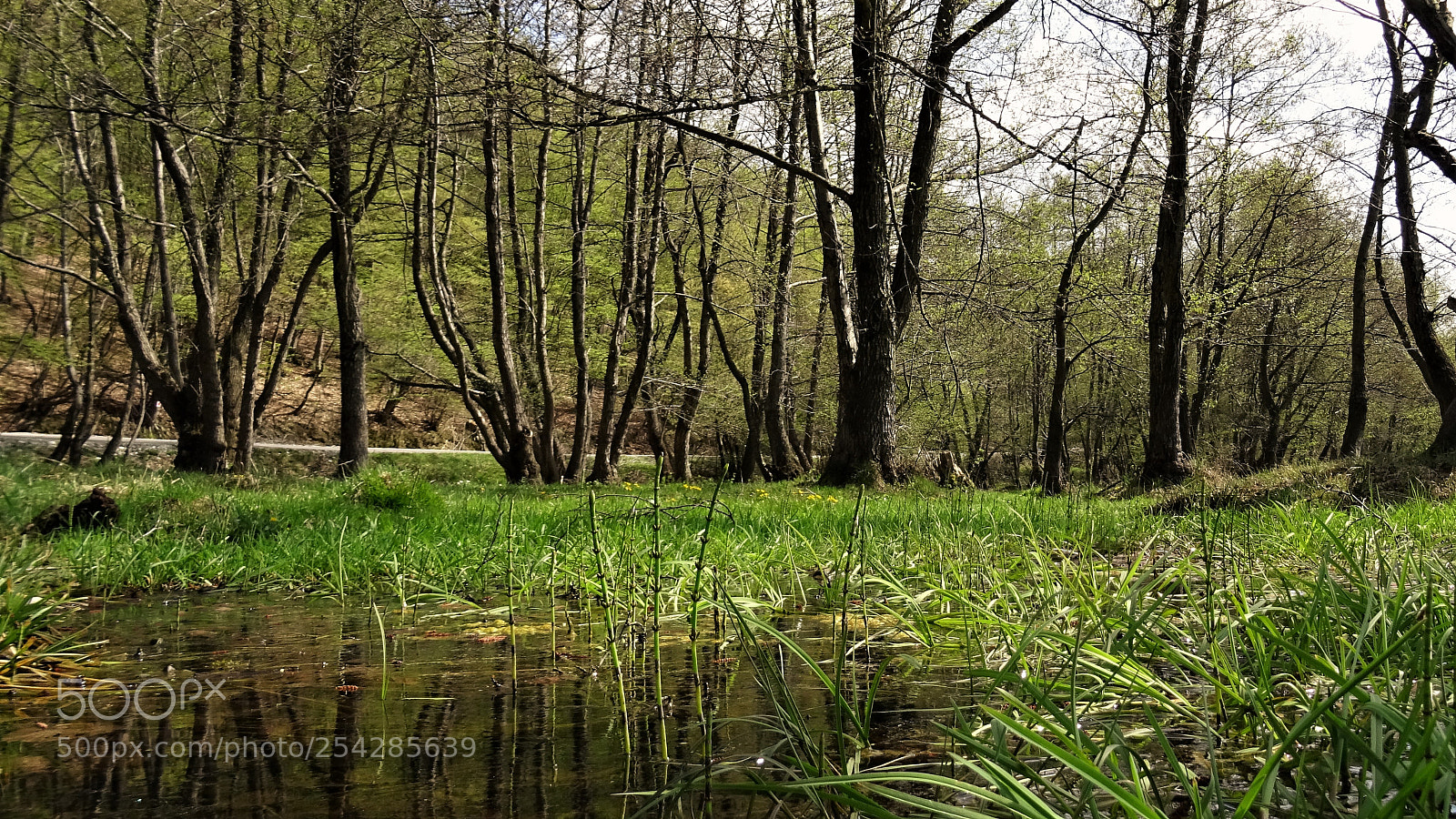 Sony DSC-HX60 sample photo. Puddle3 photography