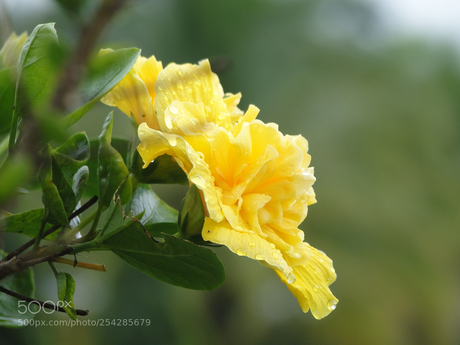 Sony Cyber-shot DSC-HX1 sample photo. Flor amarilla photography